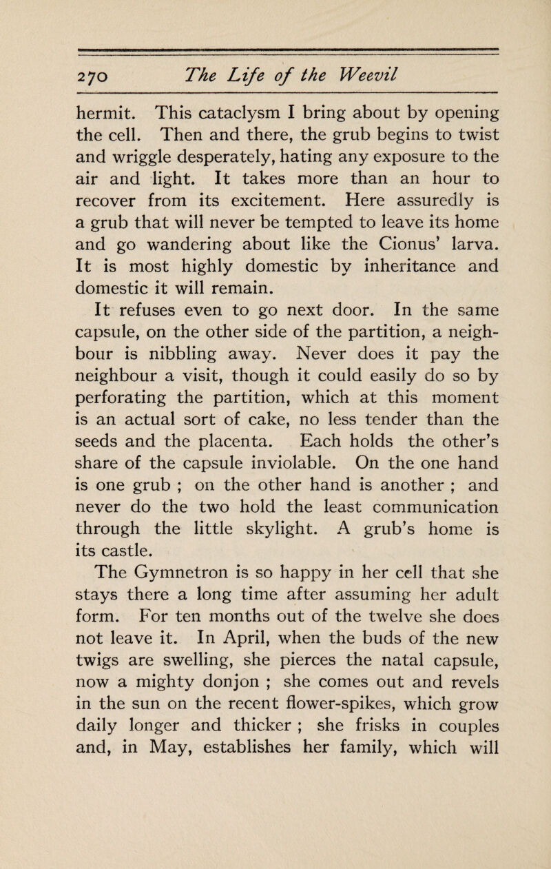 hermit. This cataclysm I bring about by opening the cell. Then and there, the grub begins to twist and wriggle desperately, hating any exposure to the air and light. It takes more than an hour to recover from its excitement. Here assuredly is a grub that will never be tempted to leave its home and go wandering about like the Cionus’ larva. It is most highly domestic by inheritance and domestic it will remain. It refuses even to go next door. In the same capsule, on the other side of the partition, a neigh¬ bour is nibbling away. Never does it pay the neighbour a visit, though it could easily do so by perforating the partition, which at this moment is an actual sort of cake, no less tender than the seeds and the placenta. Each holds the other’s share of the capsule inviolable. On the one hand is one grub ; on the other hand is another ; and never do the two hold the least communication through the little skylight. A grub’s home is its castle. The Gymnetron is so happy in her cell that she stays there a long time after assuming her adult form. For ten months out of the twelve she does not leave it. In April, when the buds of the new twigs are swelling, she pierces the natal capsule, now a mighty donjon ; she comes out and revels in the sun on the recent flower-spikes, which grow daily longer and thicker ; she frisks in couples and, in May, establishes her family, which will