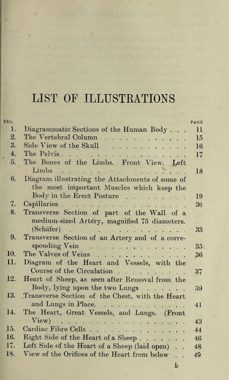 LIST OF ILLUSTRATIONS FIG. PAGE 1. Diagrammatic Sections of the Human Body ... 11 2. The Vertebral Column. 15 3. Side View of the Skull . 16 4. The Pelvis. 17 5. The Bones of the Limbs. Front View. Left Limbs . .. 18 6. Diagram illustrating the Attachments of some of the most important Muscles which keep the Body in the Erect Posture. 19 7. Capillaries. 3(j 8. Transverse Section of part of the Wall of a medium-sized Artery, magnified 75 diameters. (Schafer) . . .. 33 9. Transverse Section of an Artery and of a corre¬ sponding Vein . 35 10. The Valves of Veins. 36 11. Diagram of the Heart and Vessels, with the Course of the Circulation. 37 12. Heart of Sheep, as seen after Removal from the Body, lying upon the two Lungs. 39 13. Transverse Section of the Chest, with the Heart and Lungs in Place. 41 14. The Heart, Great Vessels, and Lungs. (Front View) . 43 15. Cardiac Fibre Cells. 44 16. Right Side of the Heart of a Sheep. 46 17. Left Side of the Heart of a Sheep (laid open) . . 48 18. View of the Orifices of the Heart from below . . 49 b