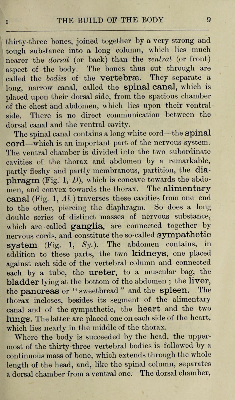 thirty-three bones, joined together by a very strong and tough substance into a long column, which lies much nearer the dorsal (or back) than the ventral (or front) aspect of the body. The bones thus cut through are called the bodies of the vertebrae. They separate a long, narrow canal, called the spinal canal, which is placed upon their dorsal side, from the spacious chamber of the chest and abdomen, which lies upon their ventral side. There is no direct communication between the dorsal canal and the ventral cavity. The spinal canal contains a long white cord—the spinal cord-winch is an important part of the nervous system. The ventral chamber is divided into the two subordinate cavities of the thorax and abdomen by a remarkable, partly fleshy and partly membranous, partition, the dia¬ phragm (Fig. 1, D), which is concave towards the abdo¬ men, and convex towards the thorax. The alimentary canal (Fig. 1, Al.) traverses these cavities from one end to the other, piercing the diaphragm. So does a long- double series of distinct masses of nervous substance, which are called ganglia, are connected together by nervous cords, and constitute the so-called sympathetic system (Fig. 1, Sy.). The abdomen contains, in addition to these parts, the two kidneys, one placed against each side of the vertebral column and connected each by a tube, the ureter, to a muscular bag, the bladder lying at the bottom of the abdomen ; the liver, the pancreas or “sweetbread” and the spleen. The thorax incloses, besides its segment of the alimentary canal and of the sympathetic, the heart and the two lungs. The latter are placed one on each side of the heart, which lies nearly in the middle of the thorax. Where the body is succeeded by the head, the upper¬ most of the thirty-three vertebral bodies is followed by a continuous mass of bone, which extends through the whole length of the head, and, like the spinal column, separates a dorsal chamber from a ventral one. The dorsal chamber,