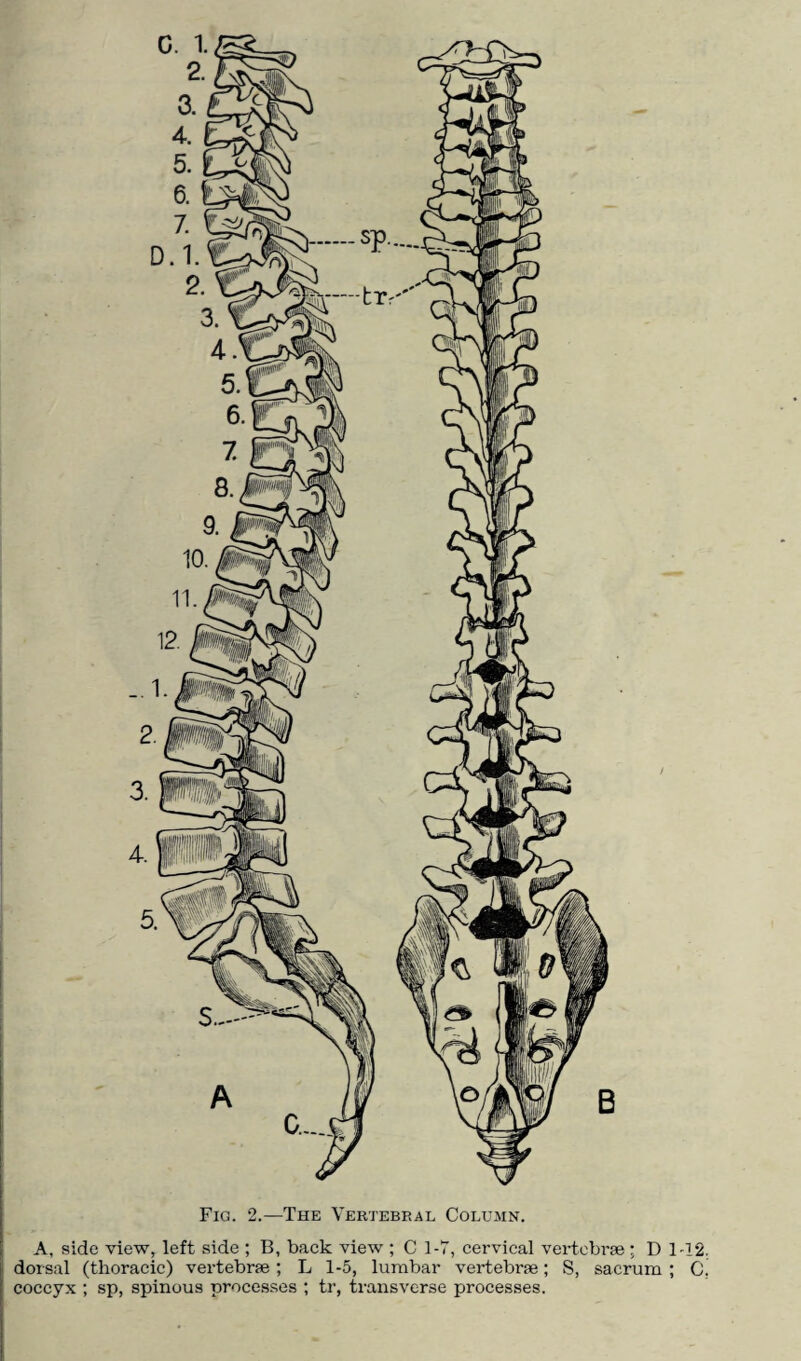 Fig. 2.—The Vertebral Column. A, side view, left side ; B, back view ; C 1-7, cervical vertebrae; D 1-12. dorsal (thoracic) vertebrae ; L 1-5, lumbar vertebrae; S, sacrum ; G coccyx ; sp, spinous processes ; tr, transverse processes.