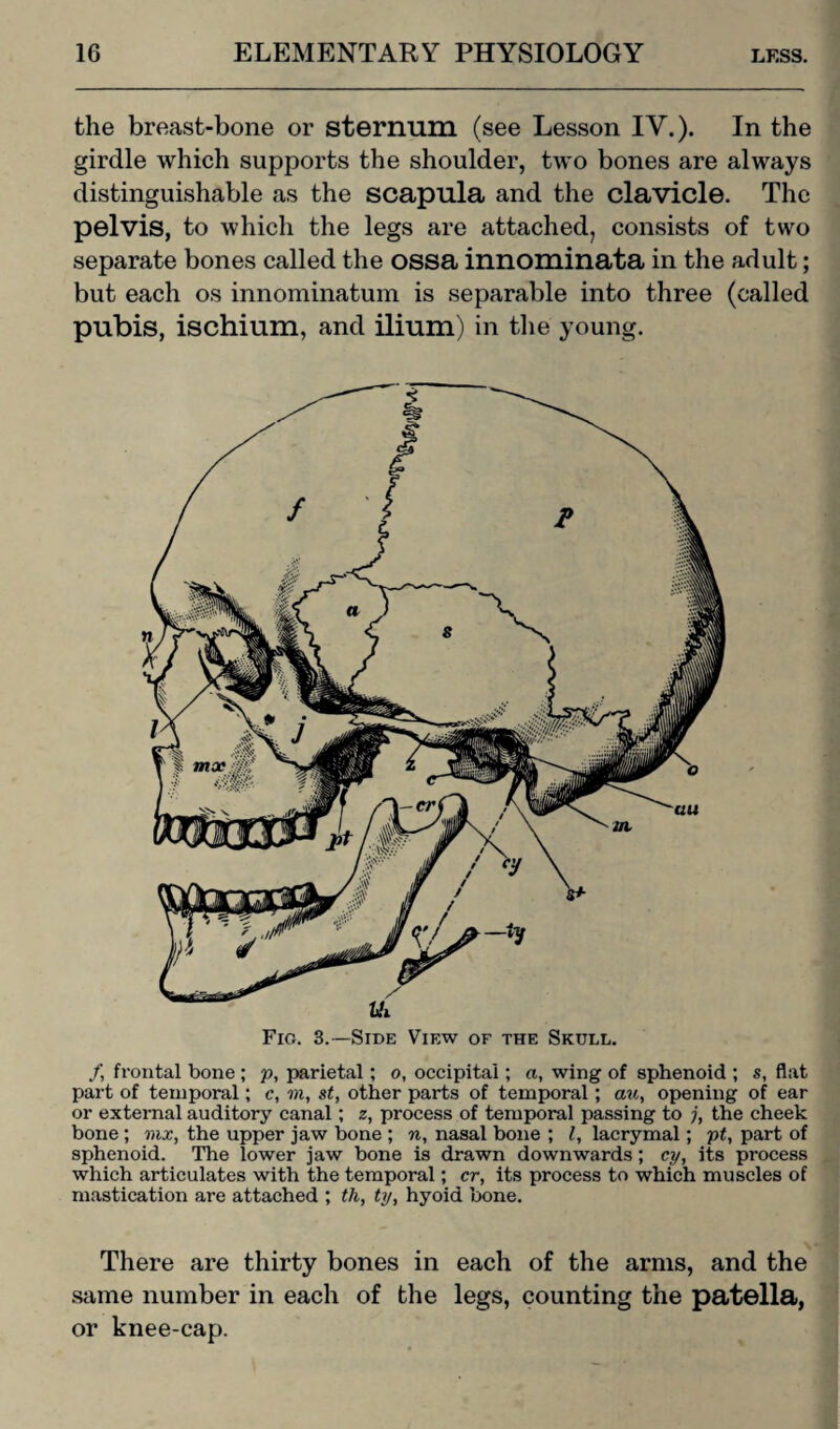 the breast-bone or sternum (see Lesson IV.). In the girdle which supports the shoulder, two bones are always distinguishable as the scapula and the clavicle. The pelvis, to which the legs are attached, consists of two separate bones called the ossa innominata in the adult; but each os innominatum is separable into three (called pubis, ischium, and ilium) in the young. Fig. 3.— Side View of the Skull. f frontal bone ; p, parietal; o, occipital; a, wing of sphenoid ; s, flat part of temporal; c, m, st, other parts of temporal; au, opening of ear or external auditory canal; z, process of temporal passing to j, the cheek bone ; mx, the upper jaw bone ; n, nasal bone ; l, lacrymal; pt, part of sphenoid. The lower jaw bone is drawn downwards; cy, its process which articulates with the temporal; cr, its process to which muscles of mastication are attached ; th, ty, hyoid bone. There are thirty bones in each of the arms, and the same number in each of the legs, counting the patella, or knee-cap.