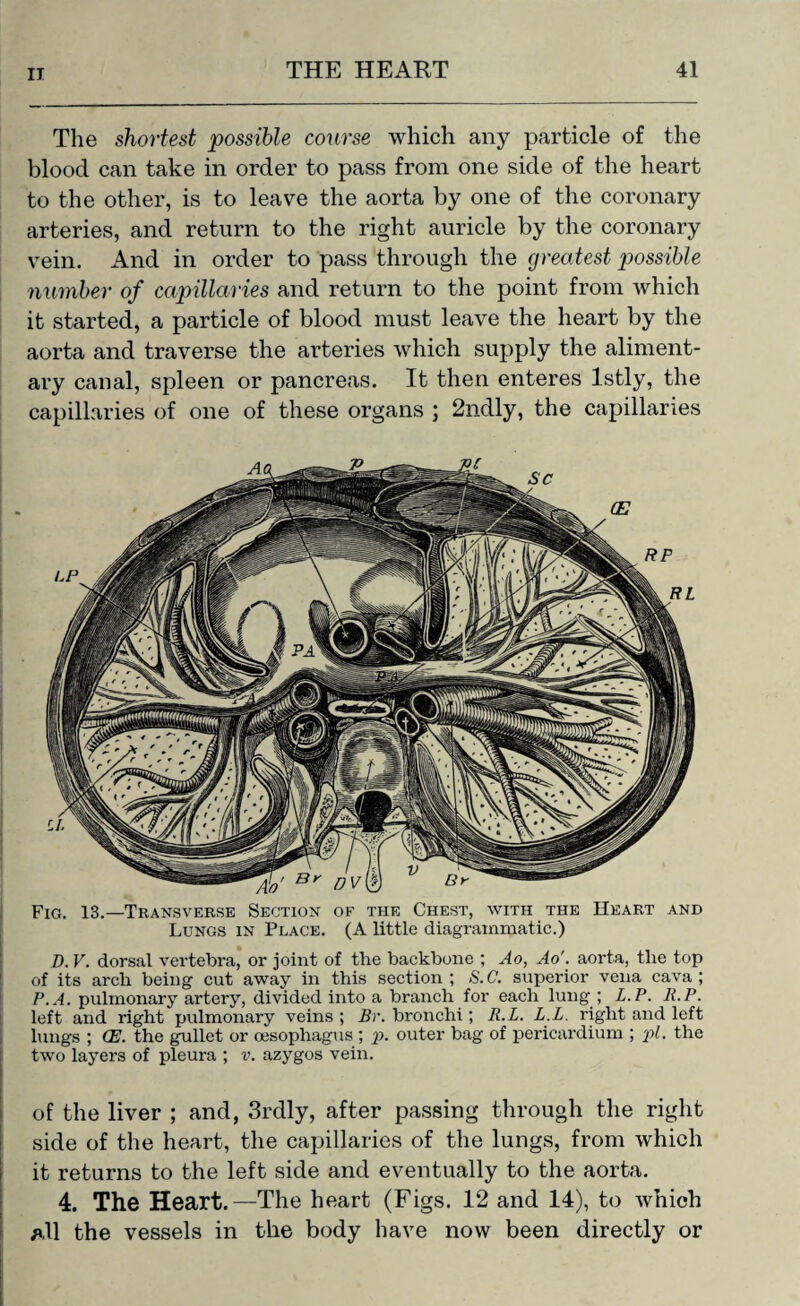 Fig. 13.—Transverse Section of the Chest, with the Heart and Lungs in Place. (A little diagrammatic.) D. V. dorsal vertebra, or joint of tlie backbone ; Ao, Ao'. aorta, tlie top of its arch being cut away in this section ; S.C. superior vena cava ; P.A. pulmonary artery, divided into a branch for each lung ; L.P. li.P. left and right pulmonary veins; Br. bronchi ; R.L. L.L. right and left lungs ; CE. the gullet or oesophagus ; p. outer bag of pericardium ; pi. the two layers of pleura ; v. azygos vein. of the liver ; and, 3rdly, after passing through the right side of the heart, the capillaries of the lungs, from which it returns to the left side and eventually to the aorta. 4. The Heart.—The heart (Figs. 12 and 14), to which All the vessels in the body have now been directly or The shortest possible course which any particle of the blood can take in order to pass from one side of the heart to the other, is to leave the aorta by one of the coronary arteries, and return to the right auricle by the coronary vein. And in order to pass through the greatest possible number of capillaries and return to the point from which it started, a particle of blood must leave the heart by the aorta and traverse the arteries which supply the aliment¬ ary canal, spleen or pancreas. It then enteres lstly, the capillaries of one of these organs ; 2ndly, the capillaries