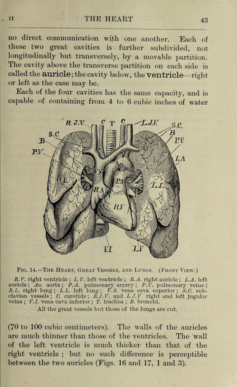 no direct communication with one another. Each of these two great cavities is further subdivided, not longitudinally but transversely, by a movable partition. The cavity above the transverse partition on each side is called the auricle; the cavity below, the ventricle—right or left as the case may be. Each of the four cavities has the same capacity, and is capable of containing from 4 to 6 cubic inches of water Fig. 14.—The Heart, Great Vessels, and Lungs. (Front View.) R. V. right ventricle ; L. V. left ventricle ; R.A. right auricle ; L.A. left auricle; Ao. aorta; P.A. pulmonary artery; P.V. pulmonary veins; R.L. right lung; L.L. left lung; V.S. vena cava superior; S.C. sub¬ clavian vessels; C. carotids; R.J.V. and L.J.V right and left jugular veins ; V.I. vena cava inferior ; T. trachea ; B. bronchi. All the great vessels but those of the lungs are cut. (70 to 100 cubic centimeters). The walls of the auricles are much thinner than those of the ventricles. The wall of the left ventricle is much thicker than that of the right ventricle ; but no such difference is perceptible between the two auricles (Figs. 16 and 17, 1 and 3).