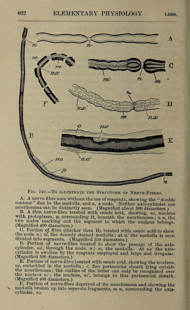 Fig. 146.—To illustrate the Structure of Nerve-Fibres. A. A nerve-fibre seen without the use of reagents, showing the “ double contour due to the medulla, andanode. Neither axis-cylinder nor neurilemma can be distinctly seen. (Magnified about 300 diameters.) B. A thin nerve-fibre treated with osmic acid, showing, nc, nucleus with protoplasm, p, surrounding it, beneath the neurilemma ; n n, the two nodes marking out the segment to which the nucleus belongs. (Magnified 400 diameters.) C. Portion of fibre (thicker than B), treated with osmic acid to show the node n ; to, the densely stained medulla; at to' the medulla is seen divided into segments. (Magnified 350 diameters.) B. Portion of nerve-fibre treated to show the passage of the axis- eylmder, nx, through the node, n ; to, the medulla. At nx’ the axis- cylinder is swollen by the reagents employed and large and irregular. (Magnified 300 diameters.) E. Portion of nerve-fibre treated with osmic acid, showing the nucleus, nc, embedded in the medulla; c, fine perineurial sheath lying outside the neurilemma ; the outline of the latter can only be recognised over the nucleus nc; the nucleus, nc', belongs to this perineurial sheath. (Magnified 400 diameters.) F. Portion of nerve-fibre deprived of its neurilemma and showing the N medulla broken up into separate fragments, to to, surrounding the axis- cylinder, nx.