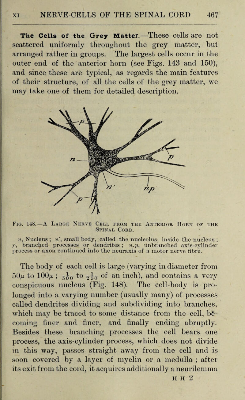 The Cells of the Grey Matter.—These cells are not scattered uniformly throughout the grey matter, but arranged rather in groups. The largest cells occur in the outer end of the anterior horn (see Figs. 143 and 150), and since these are typical, as regards the main features of their structure, of all the cells of the grey matter, we may take one of them for detailed description. Fio. 148.—A Large Nerve Cell from the Anterior Horn of the Spinal Cord. n, Nucleus ; n', small body, called the nucleolus, inside the nucleus ; p, branched processes or dendrites; n.p, unbranched axis-cylinder process or axon continued into the neuraxis of a motor nerve fibre. The body of each cell is large (varying in diameter from 50/l to 100/x ; g g q to % jo an inch), and contains a very conspicuous nucleus (Fig. 148). The cell-body is pro¬ longed into a varying number (usually many) of processes called dendrites dividing and subdividing into branches, which may be traced to some distance from the cell, be¬ coming finer and finer, and finally ending abruptly. Besides these branching processes the cell bears one process, the axis-cylinder process, which does not divide in this way, passes straight away from the cell and is soon covered by a layer of myelin or a medulla ; after its exit from the cord, it acquires additionally a neurilemma ii n 2