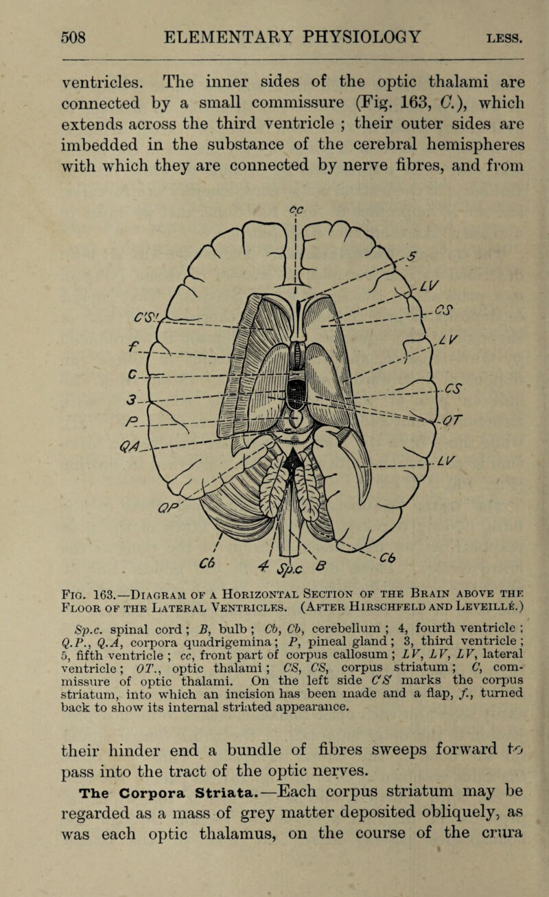 ventricles. The inner sides of the optic thalami are connected by a small commissure (Fig. 163, 0.), which extends across the third ventricle ; their outer sides are imbedded in the substance of the cerebral hemispheres with which they are connected by nerve fibres, and from Fig. 163.—Diagram of a Horizontal Section of the Brain above the Floor of the Lateral Ventricles. (After Hirschfeld and Leveill£.) Sp.c. spinal cord ; B, bulb ; Cb, Cb, cerebellum ; 4, fourth ventricle ; Q.P., Q.A, corpora quadrigemina; P, pineal gland; 3, third ventricle; 5, fifth ventricle ; cc, front part of corpus callosum ; LV, LV, LV, lateral ventricle; 0T., optic thalami; CS, CS, corpus striatum; 0, com¬ missure of optic thalami. On the left side CS' marks the corpus striatum, into which an incision has been made and a flap, /., turned back to show its internal striated appearance. their hinder end a bundle of fibres sweeps forward to pass into the tract of the optic nerves. The Corpora Striata.—Each corpus striatum may be regarded as a mass of grey matter deposited obliquely, as was each optic thalamus, on the course of the crura