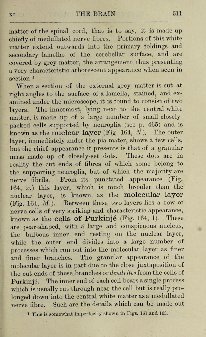 matter of the spinal cord, that is to say, it is made up chiefly of medullated nerve fibres. Portions of this white matter extend outwards into the primary foldings and secondary lamellae of the cerebellar surface, and are covered by grey matter, the arrangement thus presenting a very characteristic arborescent appearance when seen in section.1 When a section of the external grey matter is cut at right angles to the surface of a lamella, stained, and ex¬ amined under the microscope, it is found to consist of two layers. The innermost, lying next to the central white matter, is made up of a large number of small closely- packed cells supported by neuroglia (see p. 465) and is known as the nuclear layer (Fig. 164, N). The outer layer, immediately under the pia mater, shows a few cells, but the chief appearance it presents is that of a granular mass made up of closely-set dots. These dots are in reality the cut ends of fibres of which some belong to the supporting neuroglia, but of which the majority are nerve fibrils. From its punctated appearance (Fig. 164, x.) this layer, which is much broader than the nuclear layer, is known as the molecular layer (Fig. 164, M.). Between these two layers lies a row of nerve cells of very striking and characteristic appearance, known as the cells of Purkinje (Fig. 164, 1). These are pear-shaped, with a large and conspicuous nucleus, the bulbous inner end resting on the nuclear layer, while the outer end divides into a large number of processes which run out into the molecular layer as finer and finer branches. The granular appearance of the molecular layer is in part due to the close juxtaposition of the cut ends of these branches or dendrite.a from the cells of Purkinje. The inner end of each cell bears a single process which is usually cut through near the cell but is really pro¬ longed down into the central white matter as a medullated nerve fibre. Such are the details which can be made out 1 This is somewhat imperfectly shown in Figs. 101 and 163.