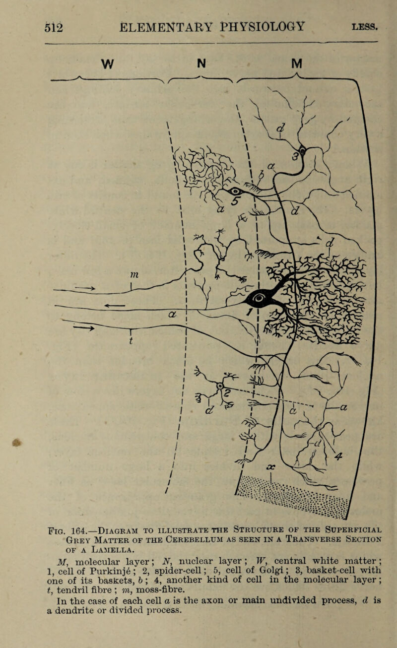 W N M or a Lamella. M, molecular layer; 2V, nuclear layer; IF, central white matter; 1, cell of Purkinje ; 2, spider-cell; 5, cell of Golgi ; 3, basket-cell with one of its baskets, b; 4, another kind of cell in the molecular layer; t, tendril fibre ; m, moss-fibre. In the case of each cell a is the axon or main undivided process, d is a dendrite or divided process.