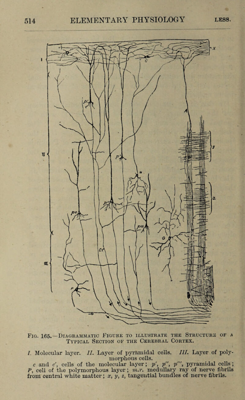 Fig. 165.—Diagrammatic Figure to ielustrate the Structure of a Typical Section of the Cerebral Cortex. I Molecular layer. II. Layer of pyramidal cells. III. Layer of poly¬ morphous cells. c and c', cells of the molecular layer; p', p, p', pyramidal cells ; P, cell of the polymorphous layer; m.r. medullary ray of nerve fibrils from central white matter; x, y, z, tangential bundles of nerve fibrils.