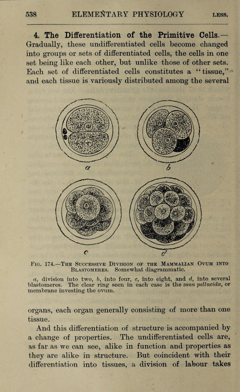 4. The Differentiation of the Primitive Cells.— Gradually, these undifferentiated cells become changed into groups or sets of differentiated cells, the cells in one set being like each other, but unlike those of other sets. Each set of differentiated cells constitutes a “tissue,”' and each tissue is variously distributed among the several Fig. 174.—The Successive Division of the Mammalian Ovum into Blastomeres. Somewhat diagrammatic. a, division into two, b, into four, c, into eight, and d, into several blastomeres. The clear ring seen in each case is the zona pellucida, or membrane investing the ovum. organs, each organ generally consisting of more than one tissue. And this differentiation of structure is accompanied by a change of properties. The undifferentiated cells are, as far as we can see, alike in function and properties as they are alike- in structure. But coincident with their differentiation into tissues, a division of labour takes