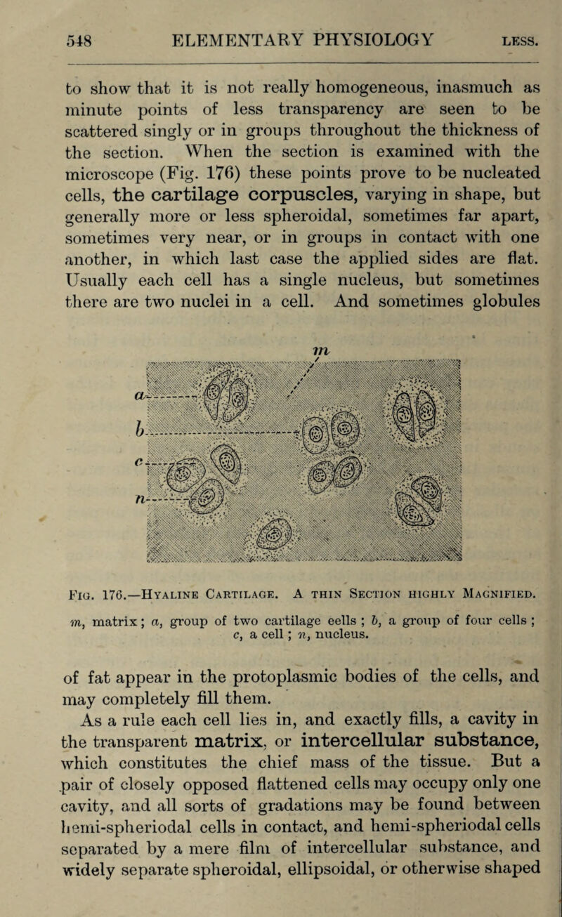 bo show that it is not really homogeneous, inasmuch as minute points of less transparency are seen to he scattered singly or in groups throughout the thickness of the section. When the section is examined with the microscope (Fig. 176) these points prove to be nucleated cells, the cartilage corpuscles, varying in shape, but generally more or less spheroidal, sometimes far apart, sometimes very near, or in groups in contact with one another, in which last case the applied sides are flat. Usually each cell has a single nucleus, but sometimes there are two nuclei in a cell. And sometimes globules Fig. 176.—Hyaline Cartilage. A thin Section highly Magnified. to, matrix; a, group of two cartilage eells ; b, a group of four cells ; c, a cell; n, nucleus. of fat appear in the protoplasmic bodies of the cells, and may completely fill them. As a rule each cell lies in, and exactly fills, a cavity in the transparent matrix, or intercellular substance, which constitutes the chief mass of the tissue. But a pair of closely opposed flattened cells may occupy only one cavity, and all sorts of gradations may be found between herni-spheriodal cells in contact, and hemi-spheriodal cells separated by a mere film of intercellular substance, and widely separate spheroidal, ellipsoidal, or otherwise shaped