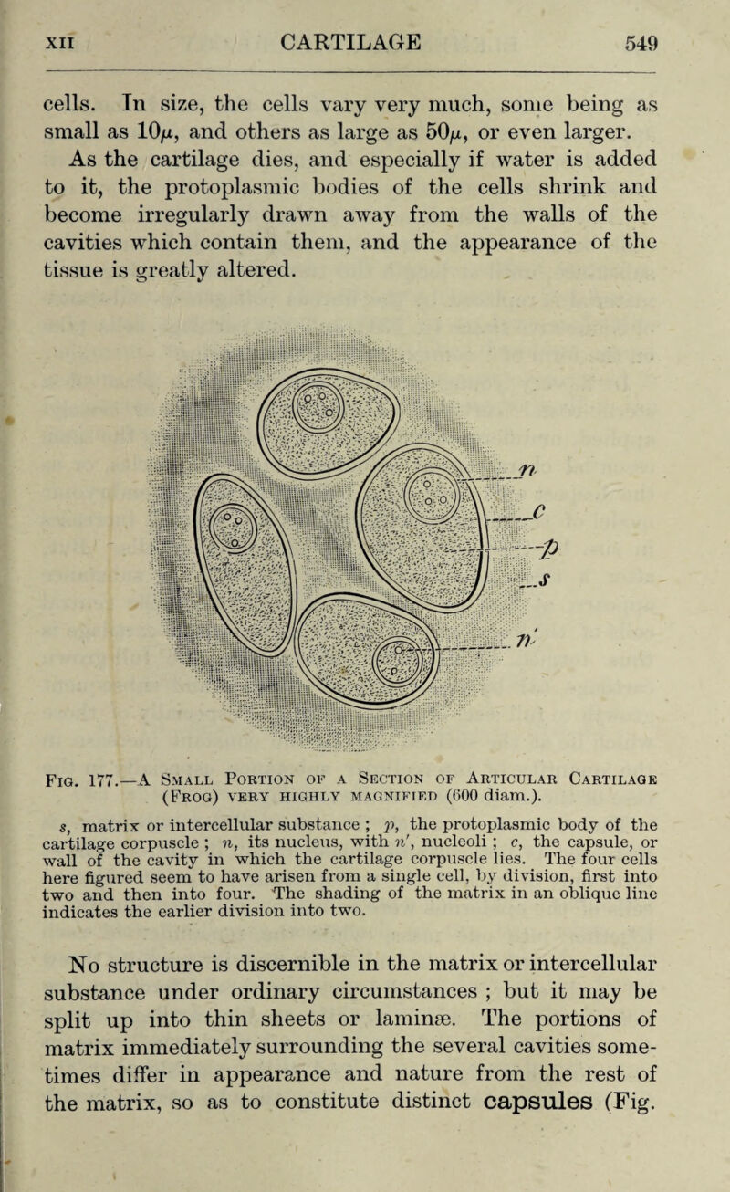 cells. In size, the cells vary very much, some being as small as 10/a, and others as large as 50/x, or even larger. As the cartilage dies, and especially if water is added to it, the protoplasmic bodies of the cells shrink and become irregularly drawn away from the walls of the cavities which contain them, and the appearance of the tissue is greatly altered. Fig. 177.—A Small Portion of a Section of Articular Cartilage (Frog) very highly magnified (600 diam.). s, matrix or intercellular substance ; p, the protoplasmic body of the cartilage corpuscle ; n, its nucleus, with n', nucleoli ; c, the capsule, or wall of the cavity in which the cartilage corpuscle lies. The four cells here figured seem to have arisen from a single cell, by division, first into two and then into four. The shading of the matrix in an oblique line indicates the earlier division into two. No structure is discernible in the matrix or intercellular substance under ordinary circumstances ; but it may be split up into thin sheets or laminae. The portions of matrix immediately surrounding the several cavities some¬ times differ in appearance and nature from the rest of the matrix, so as to constitute distinct capsules (Fig.