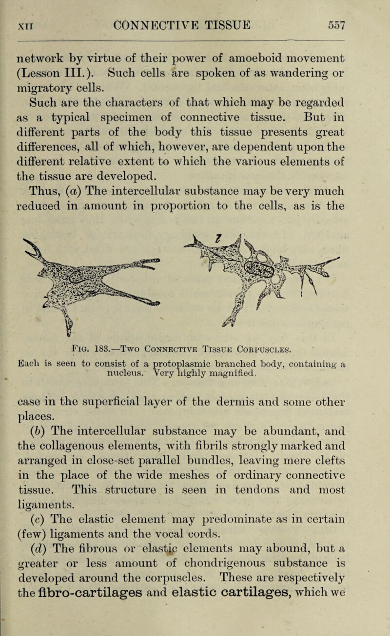 network by virtue of their power of amoeboid movement (Lesson III.). Such cells are spoken of as wandering or migratory cells. Such are the characters of that which may be regarded as a typical specimen of connective tissue. But in different parts of the body this tissue presents great differences, all of which, however, are dependent upon the different relative extent to which the various elements of the tissue are developed. Thus, (a) The intercellular substance may be very much reduced in amount in proportion to the cells, as is the Fig. 183.—Two Connective Tissue Corpuscles. Each is seen to consist of a protoplasmic branched body, containing a nucleus. Very highly magnified. case in the superficial layer of the dermis and some other places. (b) The intercellular substance may be abundant, and the collagenous elements, with fibrils strongly marked and arranged in close-set parallel bundles, leaving mere clefts in the place of the wide meshes of ordinary connective tissue. This structure is seen in tendons and most ligaments. (c) The elastic element may predominate as in certain (few) ligaments and the vocal cords. (d) The fibrous or elastic elements may abound, but a greater or less amount of chondrigenous substance is developed around the corpuscles. These are respectively the fibro-cartilages and elastic cartilages, which we