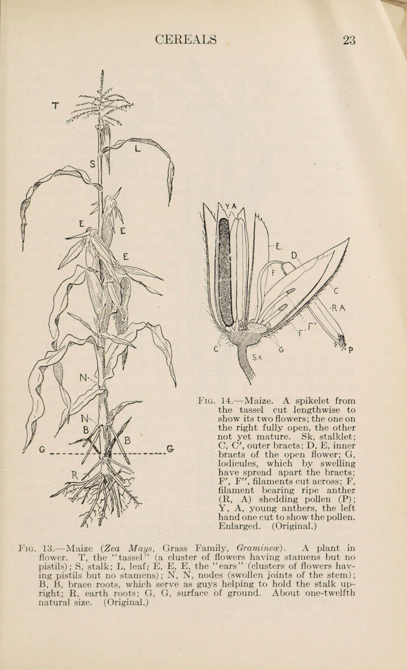 Fig. 14.—Maize. A spikelet from the tassel cut lengthwise to show its two flowers; the one on the right fully open, the other not yet mature. Sk, stalklet; C, C', outer bracts; D, E, inner bracts of the open flower; G, lorlicules, which by swelling have spread apart the bracts; F', F, filaments cut across; F, filament bearing ripe anther (R, A) shedding pollen (P); Y, A, young anthers, the left hand one cut to show the pollen. Enlarged. (Original.) Fig. 13.—Maize (Zea Mays, Grass Family, Graminece). A plant in flower. T, the “tassel” (a cluster of flowers having stamens but no pistils); S, stalk; L, leaf; E, E, E, the “ears” (clusters of flowers hav¬ ing pistils but no stamens); N, N, nodes (swollen joints of the stem); B, B, brace roots, which serve as guys helping to hold the stalk up¬ right; R, earth roots; G, G, surface of ground. About one-twelfth natural size. (Original.)