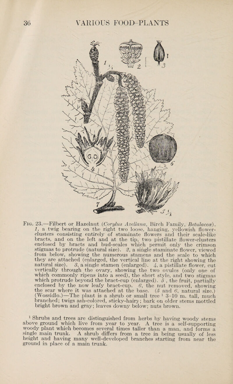 Fig. 23.—Filbert or Hazelnut (Corylus Avellana, Birch Family, Betulacece). 1, a twig bearing on the right two loose, hanging, yellowish flower- clusters consisting entirely of staminate flowers and their scale-like bracts, and on the left and at the tip, two pistillate flower-clusters enclosed by bracts and bud-scales which permit only the crimson stigmas to protrude (natural size). 2, a single staminate flower, viewed from below, showing the numerous stamens and the scale to which they are attached (enlarged, the vertical line at the right showing the natural size). 3, a single stamen (enlarged). 4-, a pistillate flower, cut vertically through the ovary, showing the two ovules (only one of which commonly ripens into a seed), the short style, and two stigmas which protrude beyond the bract-cup (enlarged). 5 , the fruit, partially enclosed by the now leafy bract-cup. 6, the nut removed, showing the scar where it was attached at the base. (5 and 6, natural size.) (Wossidlo.)—The plant is a shrub or small tree 1 3-10 m. tall, much branched; twigs ash-colored, sticky-hairy; bark on older stems mottled bright brown and gray; leaves downy below; nuts brown. 1 Shrubs and trees are distinguished from herbs by having woody stems above ground which live from year to year. A tree is a self-supporting woody plant which becomes several times taller than a man, and forms a single main trunk. A shrub differs from a tree in being usually of less height and having many well-developed branches starting from near the ground in place of a main trunk.