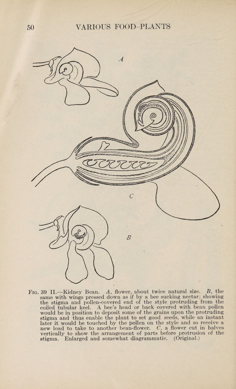 Fig. 39 II.—Kidney Bean. A, flower, about twice natural size. B, the same with wings pressed down as if by a bee sucking nectar; showing the stigma and pollen-covered end of the style protruding from the coiled tubular keel. A bee’s head or back covered with bean pollen would be in position to deposit some of the grains upon the protruding stigma and thus enable the plant to set good seeds, while an instant later it would be touched by the pollen on the style and so receive a new load to take to another bean-flower. C, a flower cut in halves vertically to show the arrangement of parts before protrusion of the stigma. Enlarged and somewhat diagrammatic. (Original.)