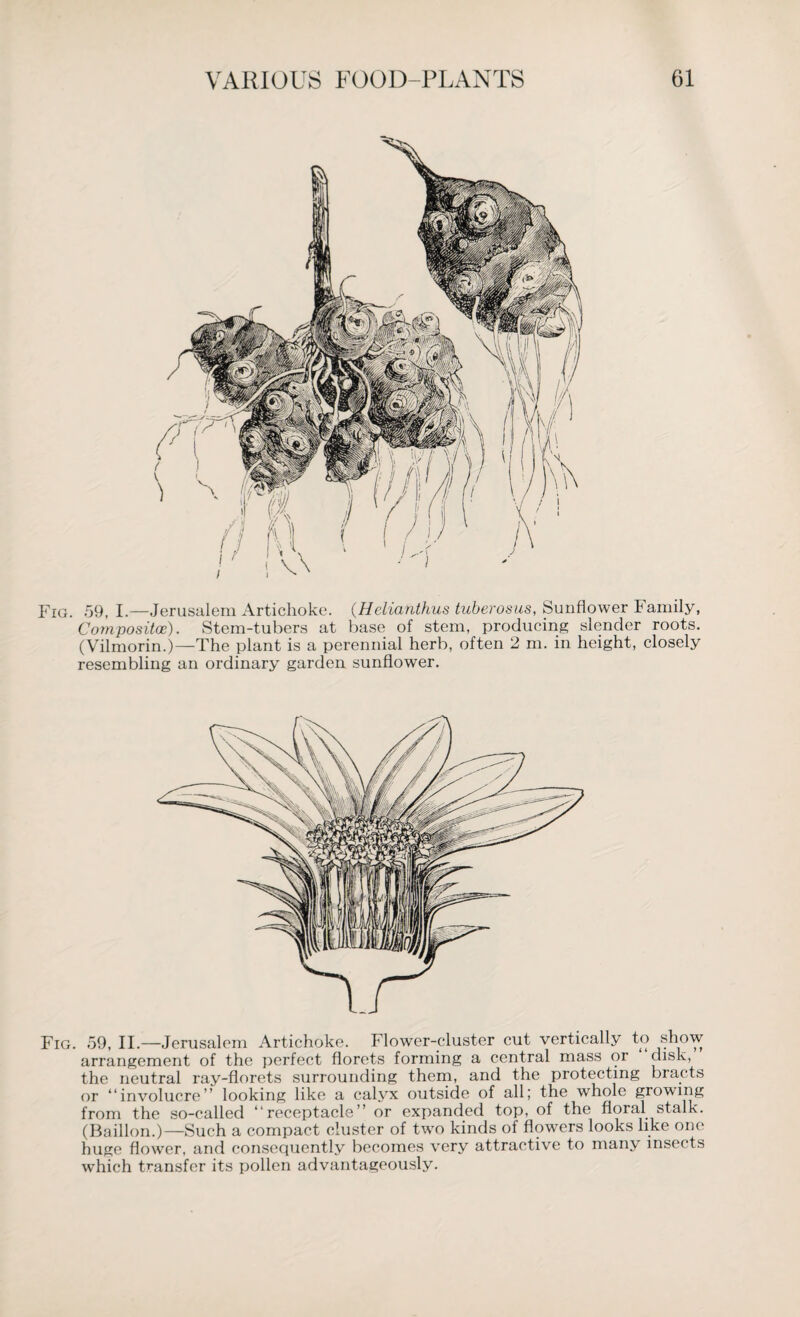 Fig. 59, I.—Jerusalem Artichoke. (Helianthus tuberosus, Sunflower Family, Composite). Stem-tubers at base of stem, producing slender roots. (Vilmorin.)—The plant is a perennial herb, often 2 m. in height, closely resembling an ordinary garden sunflower. Fig. 59, II— Jerusalem Artichoke. Flower-cluster cut vertically to show arrangement of the perfect florets forming a central mass or disk, the neutral ray-florets surrounding them, and the protecting bracts or “involucre” looking like a calyx outside of all; the whole growing from the so-called “receptacle” or expanded top, of the floral stalk. (Baillon.)—Such a compact cluster of two kinds of flowers looks like one huge flower, and consequently becomes very attractive to many insects which transfer its pollen advantageously.