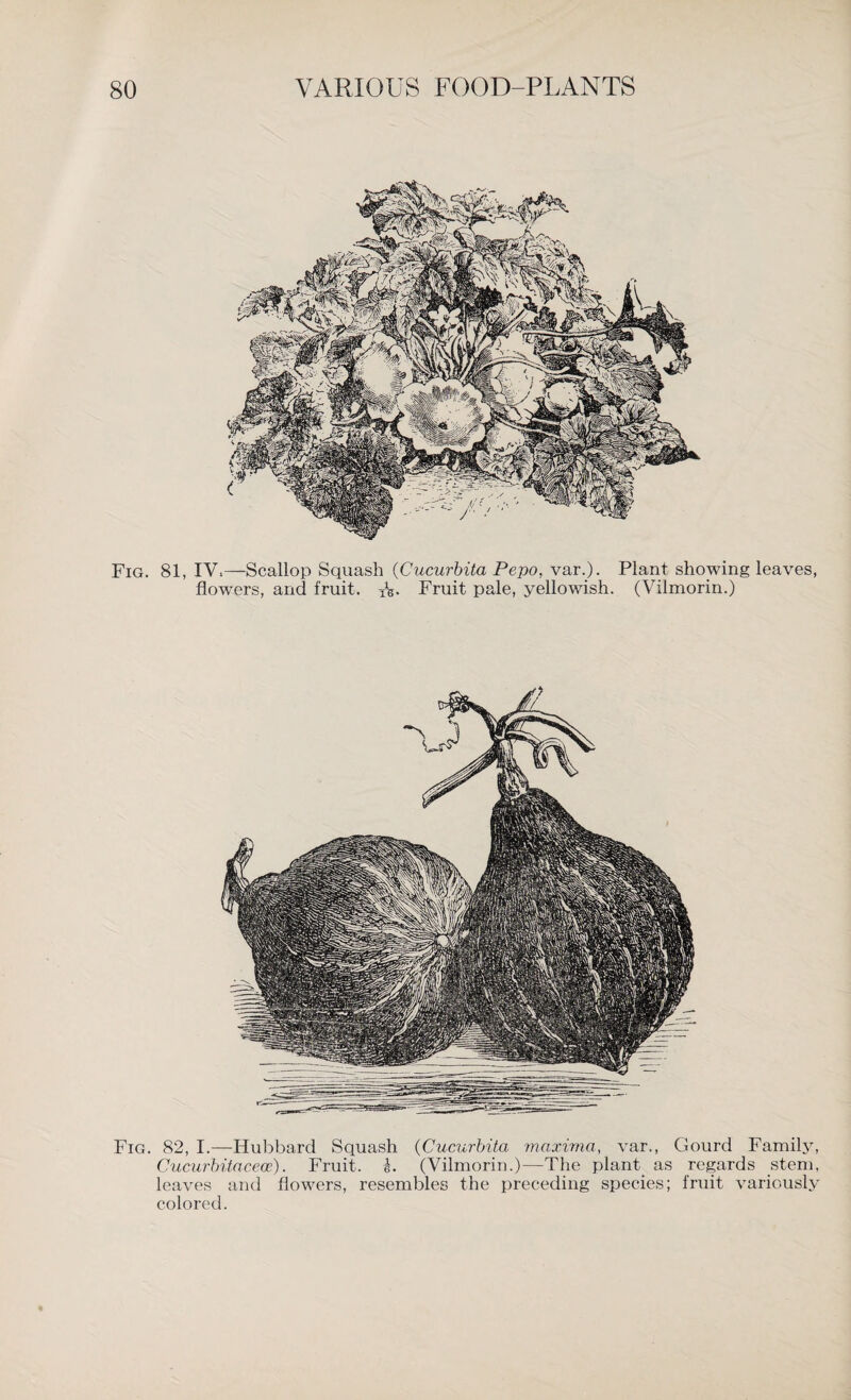 Fig. 81, IV.—Scallop Squash (Cucurbita Pepo, var.). Plant showing leaves, flowers, and fruit, t1®. Fruit pale, yellowish. (Vilmorin.) Fig. 82, I.—Hubbard Squash (Cucurbita maxima, var., Gourd Family, Cucurbitacece). Fruit, i. (Vilmorin.)—The plant as regards stem, leaves and flowers, resembles the preceding species; fruit variously colored.