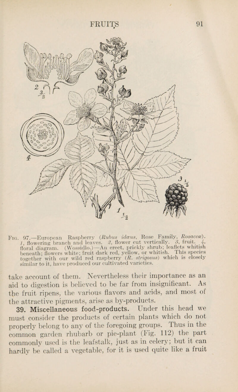 Fig. 97.—European Raspberry (Rubus idcens, Rose Family, Rosaceoc). 1, flowering branch and leaves. 2, flower cut vertically. 8, fruit. . 4> floral diagram. (Wossidlo.)—An erect, prickly shrub; leaflets whitish beneath; flowers white; fruit dark red, yellow, or whitish. This species together writh our wild red raspberry (R. strigosus) which is closely similar to it, have produced our cultivated varieties. take account of them. Nevertheless their importance as an aid to digestion is believed to be far from insignificant. As the fruit ripens, the various flavors and acids, and most of the attractive pigments, arise as by-products. 39. Miscellaneous food-products. Under this head we must consider the products of certain plants which do not properly belong to any of the foregoing groups. Thus in the common garden rhubarb or pie-plant (big. 112) the part commonly used is the leafstalk, just as in celery; but it can hardly be called a vegetable, for it is used quite like a fruit