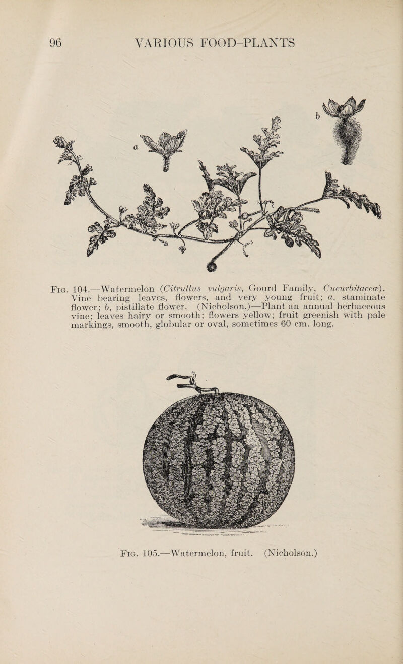 Fig. 104.—Watermelon (Citrullus vulyaris, Gourd Family, Cucurbitacece). Vine bearing leaves, flowers, and very young fruit; a, staminate flower; b, pistillate flower. (Nicholson.)—Plant an annual herbaceous vine; leaves hairy or smooth; flowers yellow; fruit greenish with pale markings, smooth, globular or oval, sometimes 60 cm. long. Fig. 105.—Watermelon, fruit. (Nicholson.)