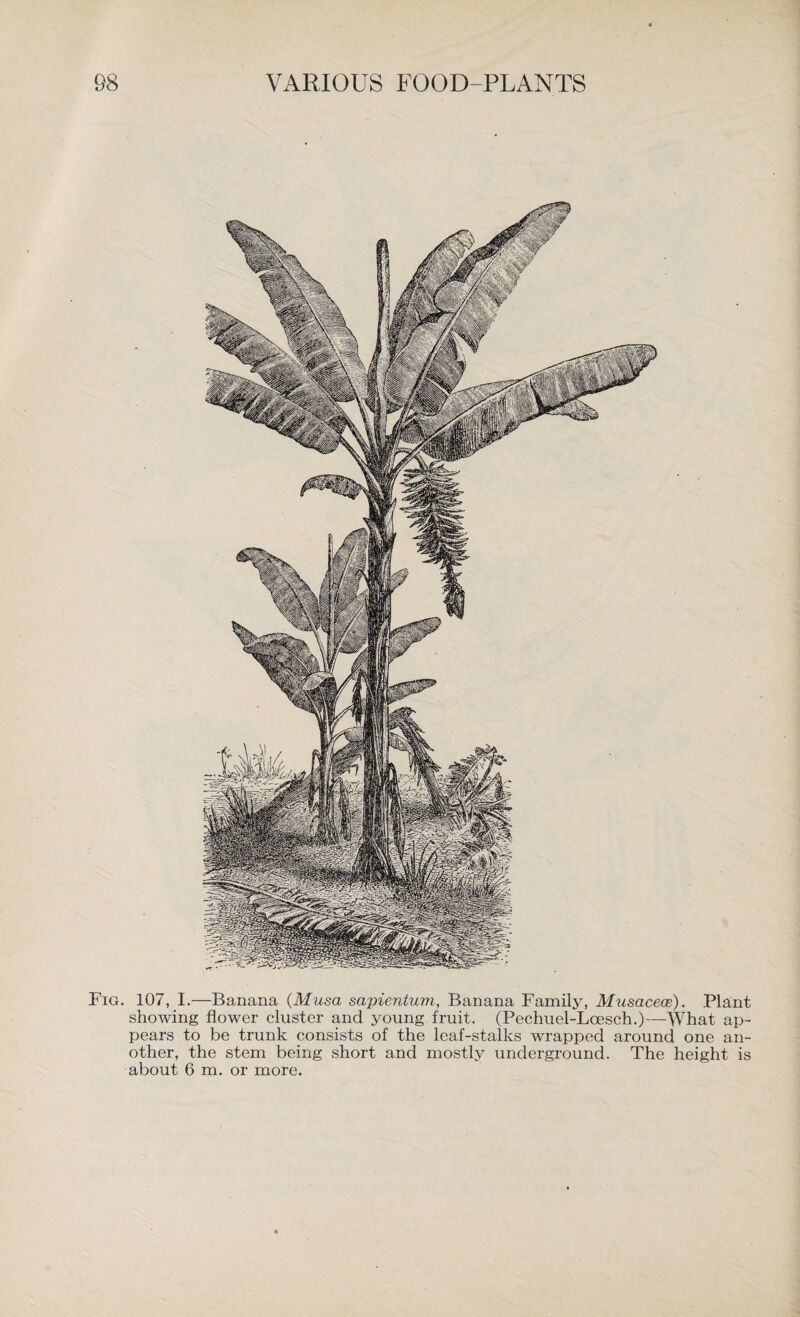 Fig. 107, I.—Banana (Musa sapienium, Banana Family, Musacece). Plaait showing flower cluster and young fruit. (Pechuel-Loesch.)—What ap¬ pears to be trunk consists of the leaf-stalks wrapped around one an¬ other, the stem being short and mostly underground. The height is about 6 m. or more.