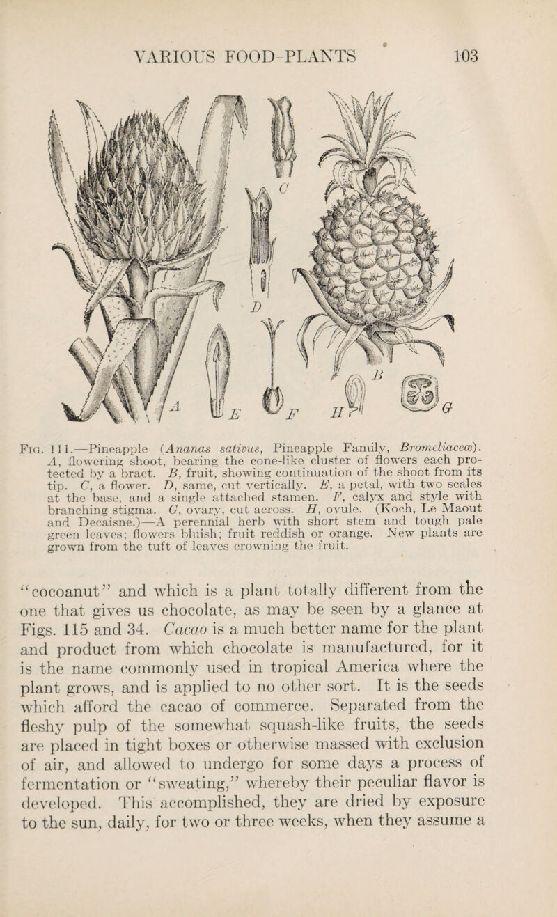 Fig. 111.—Pineapple (Ananas sativus, Pineapple Family, Bromeliacece). A, flowering shoot, bearing the cone-like cluster of flowers each pro¬ tected by a bract. B, fruit, showing continuation of the shoot from its tip. C, a flower. D, same, cut vertically. E, a petal, with two scales at the base, and a single attached stamen. F, calyx and style with branching stigma. G, ovary, cut across. H, ovule. (Koch, Le Maout and Decaisne.)—A perennial herb writh short stem and tough pale green leaves; flowers bluish; fruit reddish or orange. New plants are grown from the tuft of leaves crowning the fruit. “cocoanut” and which is a plant totally different from the one that gives us chocolate, as may be seen by a glance at Figs. 115 and 34. Cacao is a much better name for the plant and product from which chocolate is manufactured, for it is the name commonly used in tropical America where the plant grows, and is applied to no other sort. It is the seeds which afford the cacao of commerce. Separated from the fleshy pulp of the somewhat squash-like fruits, the seeds are placed in tight boxes or otherwise massed with exclusion of air, and allowed to undergo for some days a process of fermentation or “sweating,” whereby their peculiar flavor is developed. This accomplished, they are dried by exposure to the sun, daily, for two or three weeks, when they assume a