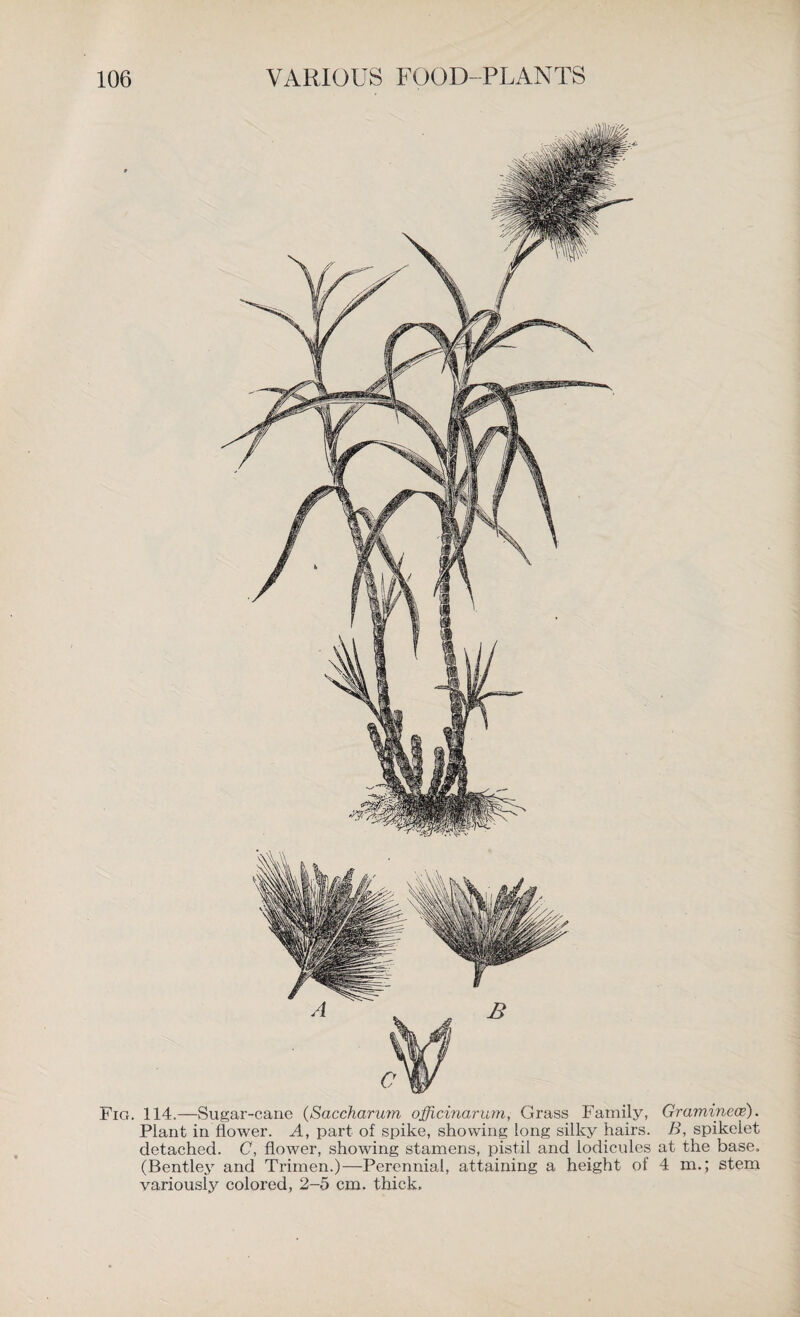 Fig. 114.—Sugar-cane (Saccharum officinarum, Grass Family, Gramineoe). Plant in flower. A, part of spike, showing long silky hairs. B, spikelet detached. C, flower, showing stamens, pistil and lodicules at the base. (Bentley and Trimen.)—Perennial, attaining a height of 4 m.; stem variously colored, 2-5 cm. thick.