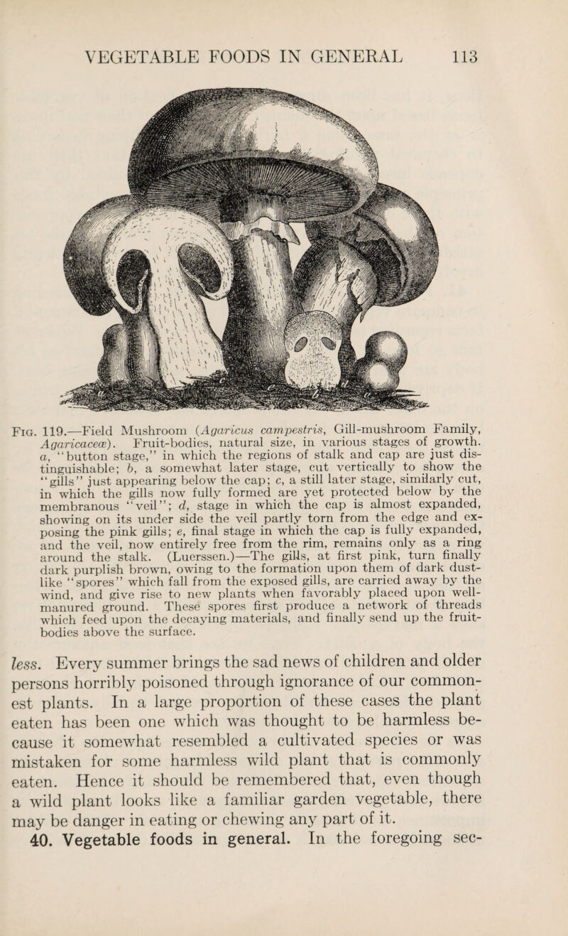 Fig. 119.—Field Mushroom (Agaricus campestris, Gill-mushroom Family, Agaricacece). Fruit-bodies, natural size, in various stages of growth, a, “button stage,’’ in which the regions of stalk and cap are just dis¬ tinguishable; b, a somewhat later stage, cut vertically to show the “gills” just appearing below the cap; c, a still later stage, similarly cut, in which the gills now fully formed are yet protected below by the membranous “veil”; d, stage in which the cap is almost expanded, showing on its under side the veil partly torn from the edge and ex¬ posing the pink gills; e, final stage in which the cap is fully expanded, and the veil, now entirely free from the rim, remains only as a ring around the stalk. (Luerssen.)—The gilts, at first pink, turn finally dark purplish brown, owing to the formation upon them of dark dust¬ like “spores” which fall from the exposed gills, are carried away by the wind, and give rise to new plants when favorably placed upon well- manured ground. These spores first produce a network of threads which feed upon the decaying materials, and finally send up the fruit- bodies above the surface. less. Every summer brings the sad news of children and older persons horribly poisoned through ignorance of our common¬ est plants. In a large proportion of these cases the plant eaten has been one which was thought to be harmless be¬ cause it somewhat resembled a cultivated species or was mistaken for some harmless wild plant that is commonly eaten. Hence it should be remembered that, even though a wild plant looks like a familiar garden vegetable, there may be danger in eating or chewing any part of it. 40. Vegetable foods in general. In the foregoing sec-