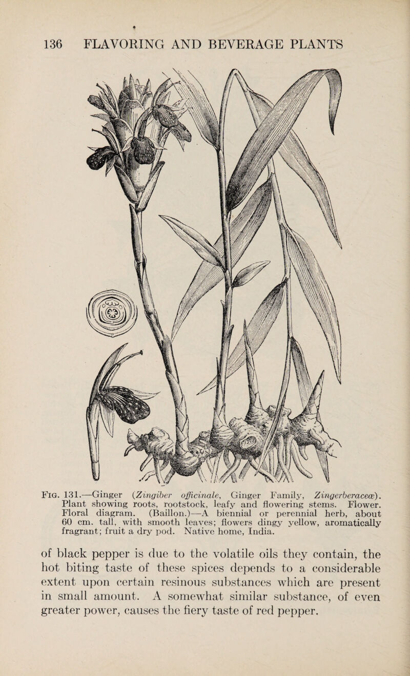 Fig. 131.—Ginger (Zingiber officinale, Ginger Family, Zingerberacece). Plant showing roots, rootstock, leafy and flowering stems. Flower. Floral diagram. (Baillon.)—A biennial or perennial herb, about 60 cm. tall, with smooth leaves; flowers dingy yellow, aromatically fragrant; fruit a dry pod. Native home, India. of black pepper is due to the volatile oils they contain, the hot biting taste of these spices depends to a considerable extent upon certain resinous substances which are present in small amount. A somewhat similar substance, of even greater power, causes the fiery taste of red pepper.