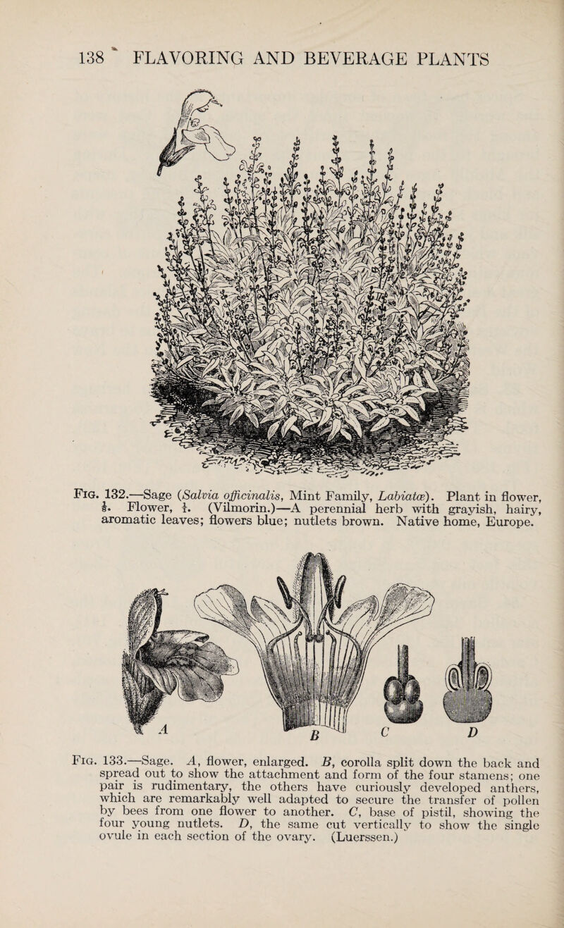 Fig. 132.—Sage (Salvia officinalis, Mint Family, Labiates). Plant in flower, i. Flower, 1. (Vilmorin.)—A perennial herb with grayish, hairy, aromatic leaves; flowers blue; nutlets brown. Native home, Europe. Fig. 133.—Sage. A, flower, enlarged. B, corolla split down the back and spread out to show the attachment and form of the four stamens; one pair is rudimentary, the others have curiously developed anthers, which are remarkably well adapted to secure the transfer of pollen by bees from one flower to another. C, base of pistil, showing the four young nutlets. D, the same cut vertically to show the single ovule in each section of the ovary. (Luerssen.)