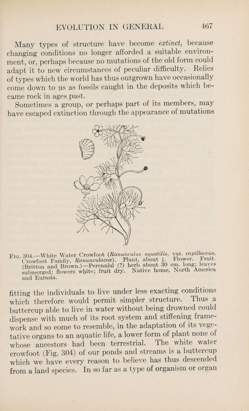 Many types of structure have become extinct, because changing conditions no longer afforded a suitable environ¬ ment, or, perhaps because no mutations of the old form could adapt it to new circumstances of peculiar difficulty. Relics of tvpes which the world has thus outgrown have occasionally come down to us as fossils caught in the deposits which be¬ came rock in ages past. Sometimes a group, or perhaps part of its members, may have escaped extinction through the appearance of mutations Fig. 304._White Water Crowfoot (Ranunculus aquatilis, var. capillaceus, Crowfoot Family, Ranunculacece). Plant, about §. Flower. Fruit. (Britton and Brown.)—Perennial (?) herb about 30 cm. long; leaves submerged; flowers white; fruit dry. Native home, North America and Eurasia. fitting the individuals to live under less exacting conditions which therefore would permit simpler structure. Thus a buttercup able to live in water without being drowned could dispense with much of its root system and stiffening frame¬ work and so come to resemble, in the adaptation of its vege¬ tative organs to an aquatic life, a lower form of plant none of whose ancestors had been terrestrial. The white water crowfoot (Fig. 304) of our ponds and streams is a buttercup which we have every reason to believe has thus descended from a land species. In so far as a type of organism or organ