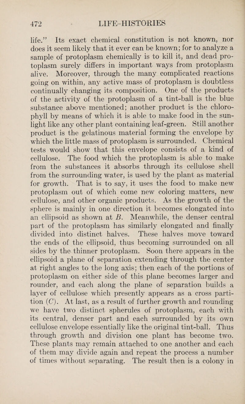 life.” Its exact chemical constitution is not known, nor does it seem likely that it ever can be known; for to analyze a sample of protoplasm chemically is to kill it, and dead pro- toplasm surely differs in important ways from protoplasm alive. Moreover, through the many complicated reactions going on within, any active mass of protoplasm is doubtless continually changing its composition. One of the products of the activity of the protoplasm of a tint-ball is the blue substance above mentioned; another product is the chloro¬ phyll by means of which it is able to make food in the sun¬ light like any other plant containing leaf-green. Still another product is the gelatinous material forming the envelope by which the little mass of protoplasm is surrounded. Chemical tests would show that this envelope consists of a kind of cellulose. The food which the protoplasm is able to make from the substances it absorbs through its cellulose shell from the surrounding water, is used by the plant as material for growth. That is to say, it uses the food to make new protoplasm out of which come new coloring matters, new cellulose, and other organic products. As the growth of the sphere is mainly in one direction it becomes elongated into an ellipsoid as shown at B. Meanwhile, the denser central part of the protoplasm has similarly elongated and finally divided into distinct halves. These halves move toward the ends of the ellipsoid, thus becoming surrounded on all sides by the thinner protoplasm. Soon there appears in the ellipsoid a plane of separation extending through the center at right angles to the long axis; then each of the portions of protoplasm on either side of this plane becomes larger and rounder, and each along the plane of separation builds a layer of cellulose which presently appears as a cross parti¬ tion (C). At last, as a result of further growth and rounding we have two distinct spherules of protoplasm, each with its central, denser part and each surrounded by its own cellulose envelope essentially like the original tint-ball. Thus through growth and division one plant has become two. These plants may remain attached to one another and each of them may divide again and repeat the process a number of times without separating. The result then is a colony in