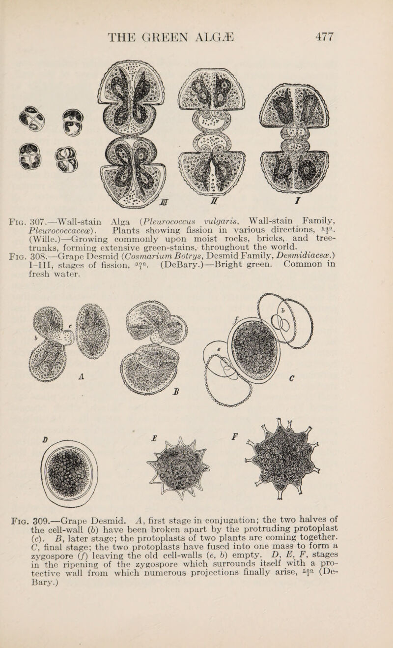 Fig. 307.—Wall-stain Alga (Pleurococcus vulgaris, \\ all-stain Family, Pleurococcaceoe). Plants showing fission in various directions, (Wille.)—Growing commonly upon moist rocks, bricks, and tree- trunks, forming extensive green-stains, throughout the world. Fig. 308.—Grape Desmid (Cosmarium Botrys, Desmid Family, Desmidiacece.) I-III, stages of fission, 3ffi. (DeBary.)—Bright green. Common in fresh water. Fig. 309.—Grape Desmid. A, first stage in conjugation; the two halves of the cell-wall (b) have been broken apart by the protruding protoplast (c). B, later stage; the protoplasts of two plants are coming together. C, final stage; the two protoplasts have fused into one mass to form a zygospore (/) leaving the old cell-walls (e, b) empty. D, E, F, stages in the ripening of the zygospore which surrounds itself with a pro¬ tective wall from which numerous projections finally arise, a5a (De¬ Bary.)