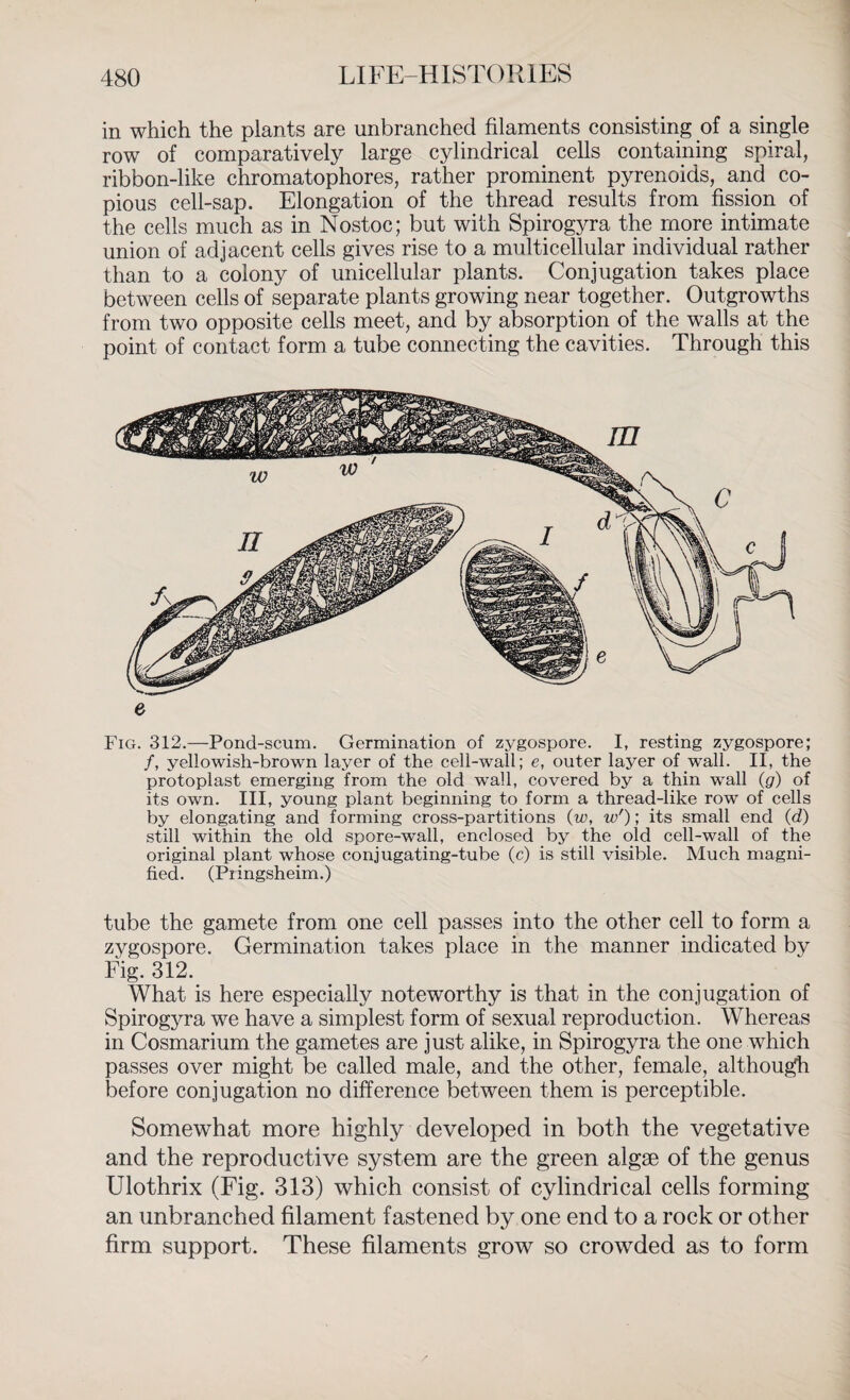 in which the plants are unbranched filaments consisting of a single row of comparatively large cylindrical cells containing spiral, ribbon-like chromatophores, rather prominent pyrenoids, and co¬ pious cell-sap. Elongation of the thread results from fission of the cells much as in Nostoc; but with Spirogyra the more intimate union of adjacent cells gives rise to a multicellular individual rather than to a colony of unicellular plants. Conjugation takes place between cells of separate plants growing near together. Outgrowths from two opposite cells meet, and by absorption of the walls at the point of contact form a tube connecting the cavities. Through this 6 Fig. 312.—Pond-scum. Germination of zygospore. I, resting zygospore; /, yellowish-brown layer of the cell-wall; e, outer layer of wall. II, the protoplast emerging from the old wall, covered by a thin wall (g) of its own. Ill, young plant beginning to form a thread-like row of cells by elongating and forming cross-partitions (w, w'); its small end (d) still within the old spore-wall, enclosed by the old cell-wall of the original plant whose conjugating-tube (c) is still visible. Much magni¬ fied. (Piingsheim.) tube the gamete from one cell passes into the other cell to form a zygospore. Germination takes place in the manner indicated by Fig. 312. What is here especially noteworthy is that in the conjugation of Spirogyra we have a simplest form of sexual reproduction. Whereas in Cosmarium the gametes are just alike, in Spirogyra the one which passes over might be called male, and the other, female, although before conjugation no difference between them is perceptible. Somewhat more highly developed in both the vegetative and the reproductive system are the green algae of the genus Ulothrix (Fig. 313) which consist of cylindrical cells forming an unbranched filament fastened by one end to a rock or other firm support. These filaments grow so crowded as to form