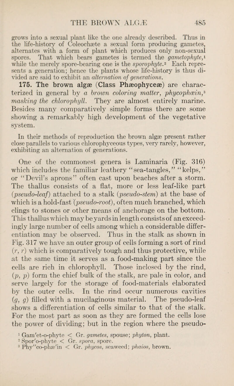 grows into a sexual plant like the one already described. Thus in the life-history of Coleochsete a sexual form producing gametes, alternates with a form of plant which produces only non-sexual spores. That which bears gametes is termed the gametophytep while the merely spore-bearing one is the sporophyte.2 Each repre¬ sents a generation; hence the plants whose life-history is thus di¬ vided are said to exhibit an alternation of generations. 175. The brown algae (Class Phaeophyceae) are charac¬ terized in general by a brown coloring matter, phycophcein,3 masking the chlorophyll. They are almost entirely marine. Besides many comparatively simple forms there are some showing a remarkably high development of the vegetative system. In their methods of reproduction the brown algae present rather close parallels to various chlorophyceous types, very rarely, however, exhibiting an alternation of generations. One of the commonest genera is Laminaria (Fig. 316) which includes the familiar leathery “sea-tangles,” “kelps,” or “Devil’s aprons” often cast upon beaches after a storm. The thallus consists of a flat, more or less leaf-like part (pseudo-leaf) attached to a stalk (pseudo-stem) at the base of which is a hold-fast (pseudo-root), often much branched, which clings to stones or other means of anchorage on the bottom. This thallus which may be yards in length consists of an exceed¬ ingly large number of cells among which a considerable differ¬ entiation may be observed. Thus in the stalk as shown in Fig. 317 we have an outer group of cells forming a sort of rind (r, r) which is comparatively tough and thus protective, while at the same time it serves as a food-making part since the cells are rich in chlorophyll. Those inclosed by the rind, (p, p) form the chief bulk of the stalk, are pale in color, and serve largely for the storage of food-materials elaborated by the outer cells. In the rind occur numerous cavities (.g, g) filled with a mucilaginous material. The pseudo-leaf shows a differentiation of cells similar to that of the stalk. For the most part as soon as they are formed the cells lose the power of dividing; but in the region where the pseudo- 1 Gam'et-o-phyte < Gr. gametes, spouse; phyton, plant. 2 Spor'o-phyte < Gr. spora, spore. 3 Phyco-pha}'in < Gr. phycos, seaweed; phaios, brown.