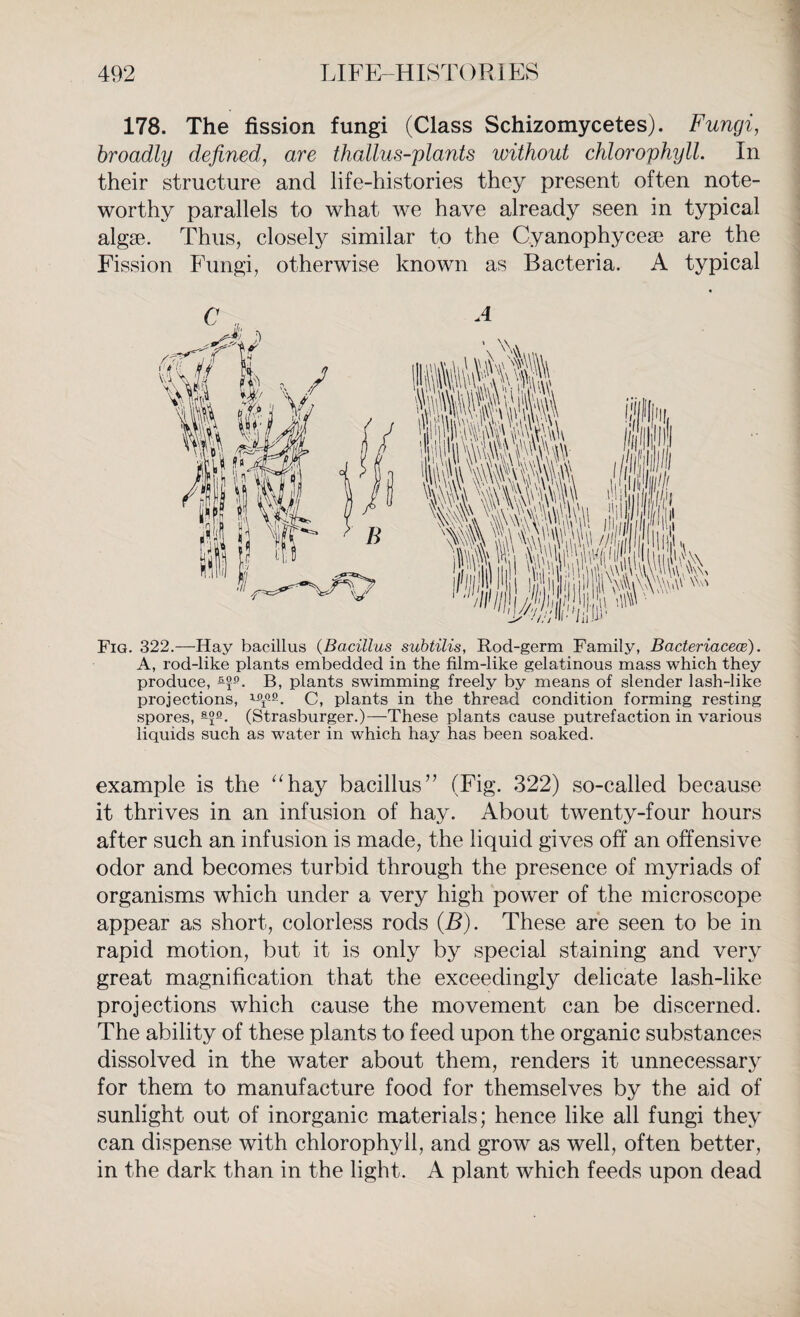 178. The fission fungi (Class Schizomycetes). Fungi, broadly defined, are thallus-plants without chlorophyll. In their structure and life-histories they present often note¬ worthy parallels to what we have already seen in typical algae. Thus, closely similar to the Cyanophyceae are the Fission Fungi, otherwise known as Bacteria. A typical Fig. 322.—Hay bacillus (Bacillus subtilis, Rod-germ Family, Bacteriacece). A, rod-like plants embedded in the film-like gelatinous mass which they produce, 5-f-°. B, plants swimming freely by means of slender lash-like projections, x-°£-9. C, plants in the thread condition forming resting spores, a?e. (Strasburger.)—These plants cause putrefaction in various liquids such as water in which hay has been soaked. example is the “hay bacillus” (Fig. 322) so-called because it thrives in an infusion of hay. About twenty-four hours after such an infusion is made, the liquid gives off an offensive odor and becomes turbid through the presence of myriads of organisms which under a very high power of the microscope appear as short, colorless rods (B). These are seen to be in rapid motion, but it is only by special staining and very great magnification that the exceedingly delicate lash-like projections which cause the movement can be discerned. The ability of these plants to feed upon the organic substances dissolved in the water about them, renders it unnecessary for them to manufacture food for themselves by the aid of sunlight out of inorganic materials; hence like all fungi they can dispense with chlorophyll, and grow as well, often better, in the dark than in the light. A plant which feeds upon dead