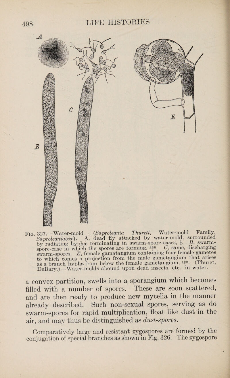 Fig. 327.—Water-mold (Saprolegnia Thureti, Water-mold Family, ' Saprolegniacece). A, dead fly attacked by water-mold, surrounded by radiating hyphse terminating in swarm-spore-cases, i. B, swarm- spore-case in which the spores are forming, C, same, discharging swarm-spores. E, female gamatangium containing four female gametes to which comes a projection from the male gametangium that arises as a branch hypha from below the female gametangium, (Thuret, DeBary.)—Water-molds abound upon dead insects, etc., in water. a convex partition, swells into a sporangium which becomes filled with a number of spores. These are soon scattered, and are then ready to produce new mycelia in the manner already described. Such non-sexual spores, serving as do swarm-spores for rapid multiplication, float like dust in the air, and may thus be distinguished as dust-spores. Comparatively large and resistant zygospores are formed by the conjugation of special branches as shown in Fig. 326. The zygospore