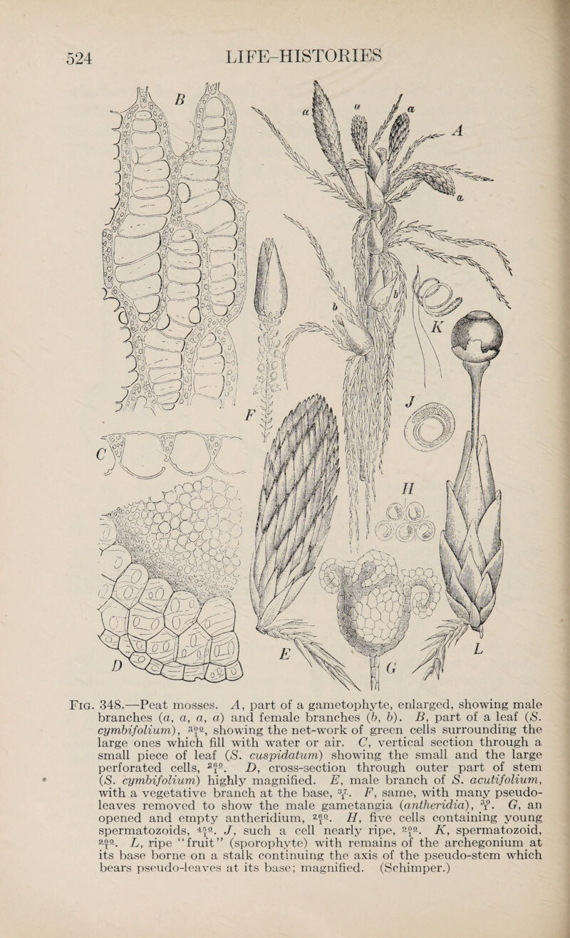 Fig. 348.—Peat mosses. A, part of a gametophyte, enlarged, showing male branches (a, a, a, a) and female branches (b, b). B, part of a leaf (S. cymbifolium), -3-'°a, showing the net-work of green cells surrounding the large ones which fill with water or air. C, vertical section through a small piece of leaf (S. cusyidatum) showing the small and the large perforated cells, D, cross-section through outer part of stem (S. cymbifolium) highly magnified. E, male branch of S. acutifoliuvi, with a vegetative branch at the base, 3f. F, same, with many pseudo¬ leaves removed to show the male gametangia (antheridia), 3i°. G, an opened and empty antheridium, 2-fa. H, five cells containing young spermatozoids, 45p-. J, such a cell nearly ripe, K, spermatozoid, L, ripe “fruit” (sporophyte) with remains of the archegonium at its base borne on a stalk continuing the axis of the pseudo-stem which bears pseudo-leaves at its base; magnified. (Schimper.)