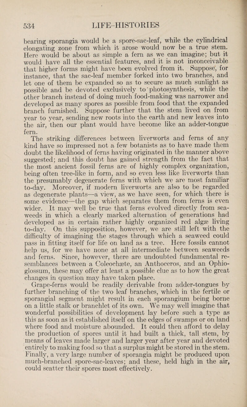 bearing sporangia would be a spore-sac-leaf, while the cylindrical elongating zone from which it arose would now be a true stem. Here would be about as simple a fern as we can imagine; but it would have all the essential features, and it is not inconceivable that higher forms might have been evolved from it. Suppose, for instance, that the sac-leaf member forked into two branches, and let one of them be expanded so as to secure as much sunlight as possible and be devoted exclusively to' photosynthesis, while the other branch instead of doing much food-making was narrower and developed as many spores as possible from food that the expanded branch furnished. Suppose further that the stem lived on from year to year, sending new roots into the earth and new leaves into the air, then our plant would have become like an adder-tongue fern. The striking differences between liverworts and ferns of any kind have so impressed not a few botanists as to have made them doubt the likelihood of ferns having originated in the manner above suggested; and this doubt has gained strength from the fact that the most ancient fossil ferns are of highly complex organization, being often tree-like in form, and so even less like liverworts than the presumably degenerate ferns with which we are most familiar to-day. Moreover, if modern liverworts are also to be regarded as degenerate plants—a view, as we have seen, for which there is some evidence—the gap which separates them from ferns is even wider. It may well be true that ferns evolved directly from sea¬ weeds in which a clearly marked alternation of generations had developed as in certain rather highly organized red algae living to-day. On this supposition, however, we are still left with the difficulty of imagining the stages through which a seaweed could pass in fitting itself for life on land as a tree. Here fossils cannot help us, for we have none at all intermediate between seaweeds and ferns. Since, however, there are undoubted fundamental re¬ semblances between a Coleochsete, an Anthoceros, and an Ophio- glossum, these may offer at least a possible clue as to how the great changes in question may have taken place. Grape-ferns would be readily derivable from adder-tongues by further branching of the two leaf branches, which in the fertile or sporangial segment might result in each sporangium being borne on a little stalk or branchlet of its own. We may well imagine that wonderful possibilities of development lay before such a type as this as soon as it established itself on the edges of swamps or on land where food and moisture abounded. It could then afford to delay the production of spores until it had built a thick, tall stem, by means of leaves made larger and larger year after year and devoted entirely to making food so that a surplus might be stored in the stem. Finally, a very large number of sporangia might be produced upon much-branched spore-sac-leaves; and these, held high in the air, could scatter their spores most effectively.
