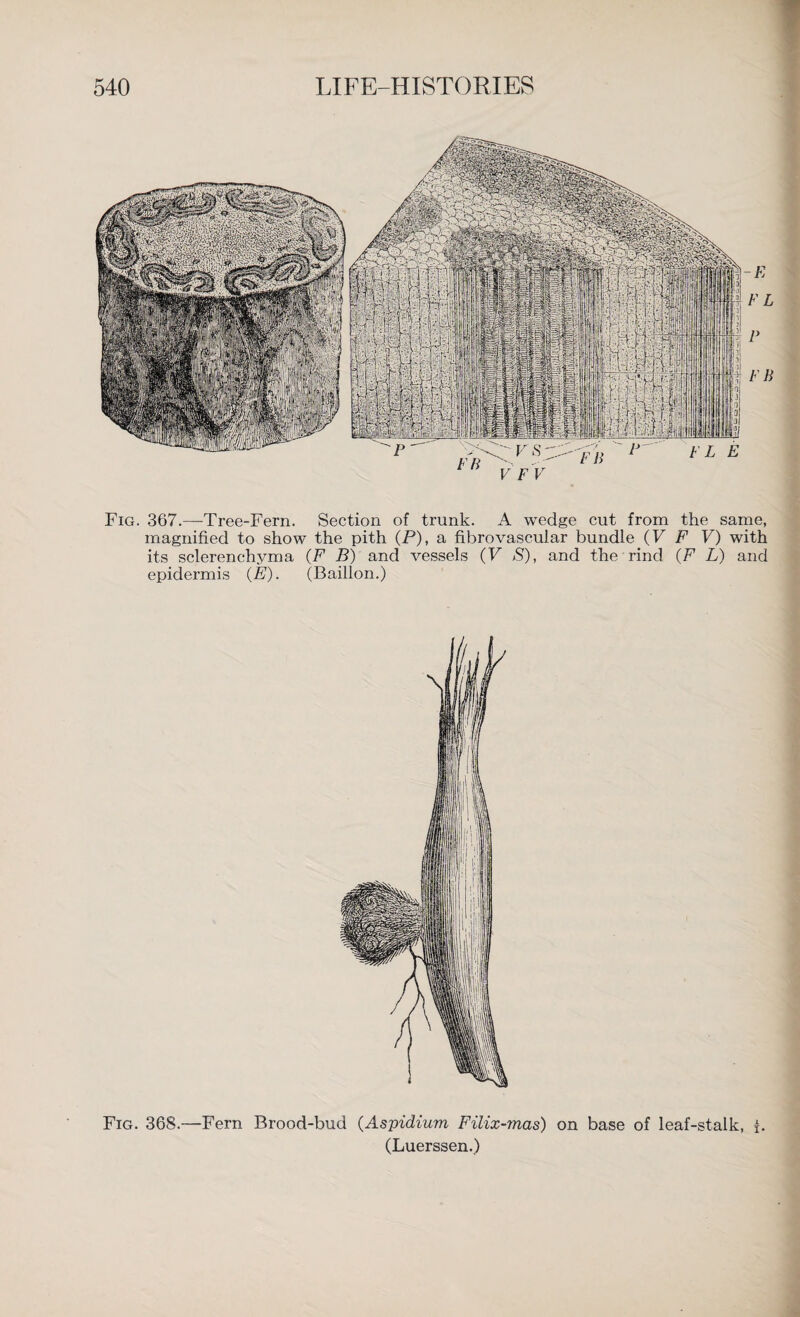 Fig. 367.—Tree-Fern. Section of trunk. A wedge cut from the same, magnified to show the pith (P), a fibrovascular bundle (V F V) with its sclerenchyma (P B) and vessels (V S), and the rind (P L) and epidermis (P). (Baillon.) Fig. 368.—Fern Brood-bud (Aspidium Filix-mas) on base of leaf-stalk, b (Luerssen.)