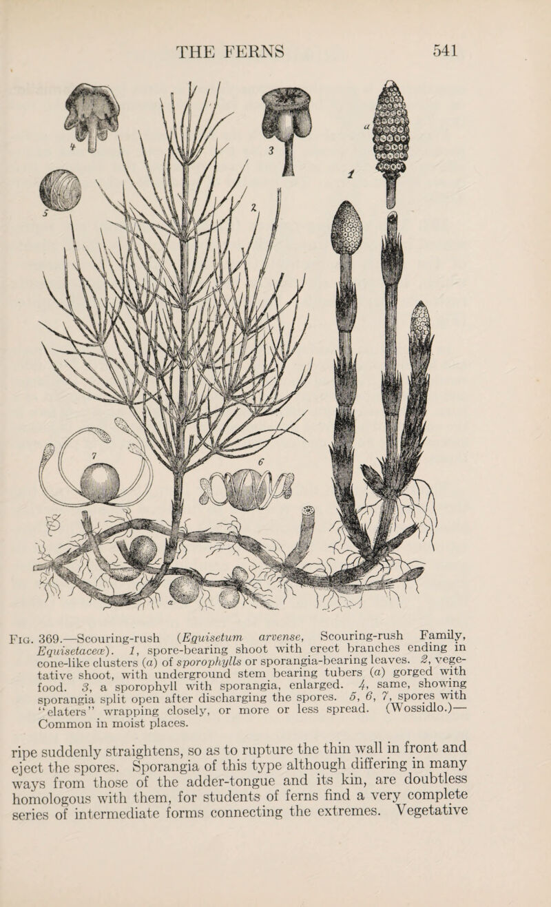 Fig. 369.—Scouring-rush (Equisetum arvense, Scouring-rush Family, Equisetacece). 1, spore-bearing shoot with erect branches ending in cone-like clusters (a) of sporophylls or sporangia-beanng leaves. 2, vege¬ tative shoot, with underground stem bearing tubers (a) gorged with food. 3, a sporophyll with sporangia, enlarged. 4, same, showing sporangia split open after discharging the spores. 5, 6, 7, spores with “elaters” wrapping closely, or more or less spread. (Wossidlo.)— Common in moist places. ripe suddenly straightens, so as to rupture the thin wall in front and eject the spores. Sporangia of this type although differing in many ways from those of the adder-tongue and its kin, are doubtless homologous with them, for students of ferns find a very complete series of intermediate forms connecting the extremes. Vegetative