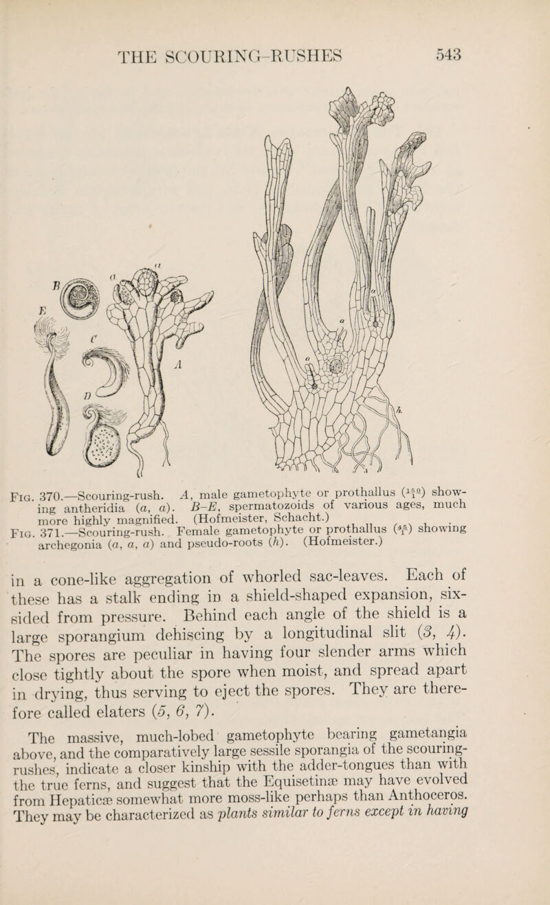 Fig. 370.—Scouring-rush. -4, male gametophyte or prothallus (lpQ) show¬ ing antheridia (a, a). B—E, spermatozoids of various ages, much more highly magnified. (Hofmeister, Schacht.) Fig. 371.—Scouring-rush. Female gametophyte or prothallus Pf5-) showing archegonia (a, ci, a) and pseudo-roots (h). (Hofmeister.) in a cone-like aggregation of whorled sac-leaves. Each of these has a stalk ending in a shield-shaped expansion, six- sided from pressure. Behind each angle of the shield is a large sporangium dehiscing by a longitudinal slit (3, 4)- The spores are peculiar in having four slender arms which close tightly about the spore when moist, and spread apart in drying, thus serving to eject the spores. They are there¬ fore called elaters (5, 6, 7). The massive, much-lobed gametophyte bearing gametangia above, and the comparatively large sessile sporangia of the scourmg- rushes, indicate a closer kinship with the adder-tongues than with the true ferns, and suggest that the Equisetin* may have evolved from Hepatic* somewhat more moss-like perhaps than Anthoceros. They may be characterized as plants similar to Jems except m having