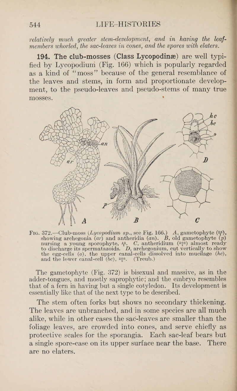 relatively much greater stem-development, and in having the leaf- members whorled, the sac-leaves in cones, a?id the spores with elaters. 194. The club-mosses (Class Lycopodinae) are well typi¬ fied by Lycopodium (Fig. 166) which is popularly regarded as a kind of “moss” because of the general resemblance of the leaves and stems, in form and proportionate develop¬ ment, to the pseudo-leaves and pseudo-stems of many true mosses. * Fig. 372.—Club-moss (Lycopodium sp., see Fig. 166.) A, gametophyte (^), showing archegonia (ar) and antheridia (an). B, old gametophyte (p) nursing a young sporophyte, JT2-. C, antheridium (3-fa) almost ready to discharge its spermatazoids. D, archegonium, cut vertically to show the egg-cells (o), the upper canal-cells dissolved into mucilage (he), and the lower canal-cell (be), (Treub.) The gametophyte (Fig. 372) is bisexual and massive, as in the adder-tongues, and mostly saprophytic; and the embryo resembles that of a fern in having but a single cotyledon. Its development is essentially like that of the next type to be described. The stem often forks but shows no secondary thickening. The leaves are unbranched, and in some species are all much alike, while in other cases the sac-leaves are smaller than the foliage leaves, are crowded into cones, and serve chiefly as protective scales for the sporangia. Each sac-leaf bears but a single spore-case on its upper surface near the base. There are no elaters.