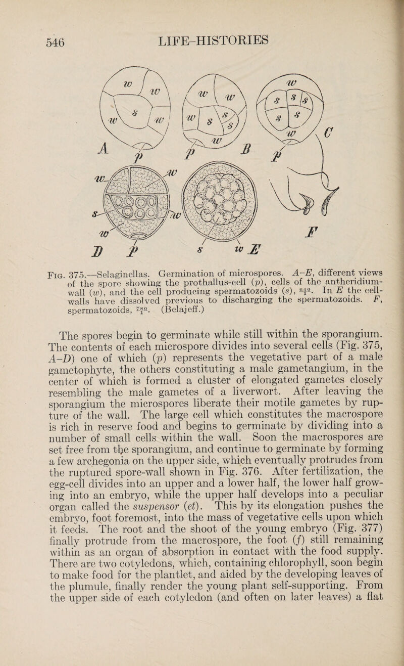 Fig. 375.—Selaginellas. Germination of microspores. A-E, different views of the spore showing the prothallus-cell (p), cells of the antheridium- wall (w), and the cell producing spermatozoids (s), -6d2. In E the cell- walls have dissolved previous to discharging the spermatozoids. F, spermatozoids, ^f-0-. (Belajeff.) The spores begin to germinate while still within the sporangium. The contents of each microspore divides into several cells (Fig. 375, A-D) one of which (p) represents the vegetative part of a male gametophyte, the others constituting a male gametangium, in the center of which is formed a cluster of elongated gametes. closely resembling the male gametes of a liverwort. . After leaving the sporangium the microspores liberate their motile gametes by rup¬ ture of the wall. The large cell which constitutes the macrospore is rich in reserve food and begins to germinate by dividing into a number of small cells within the wall. Soon the macrospores are set free from the sporangium, and continue to germinate by forming a few archegonia on the upper side, which eventually protrudes from the ruptured spore-wall shown in Fig. 376. After fertilization, the egg-cell divides into an upper and a lower half, the lower half grow¬ ing into an embryo, while the upper half develops into a peculiar organ called the suspensor (et). This by its elongation pushes the embryo, foot foremost, into the mass of vegetative cells upon which it feeds. The root and the shoot of the young embryo (Fig. .377) finally protrude from the macrospore, the foot (/) still remaining within as an organ of absorption in contact with the food supply. There are two cotyledons, which, containing chlorophyll, soon begin to make food for the plantlet, and aided by the developing leaves of the plumule, finally render the young plant self-supporting. From the upper side of each cotyledon (and often on later leaves) a flat