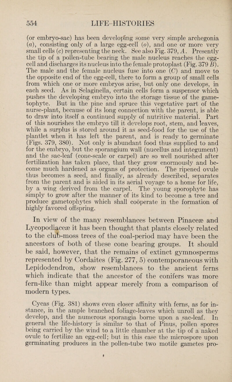 (or embryo-sac) has been developing some very simple archegonia (a), consisting only of a large egg-cell (o), and one or more very small cells (c) representing the neck. See also Fig. 379, A. Presently the tip of a pollen-tube bearing the male nucleus reaches the egg¬ cell and discharges its nucleus into the female protoplast (Fig. 379 B). The male and the female nucleus fuse into one (C) and move to the opposite end of the egg-cell, there to form a group of small cells from which one or more embryos arise, but only one develops, in each seed. As in Selaginella, certain cells form a suspensor which pushes the developing embryo into the storage tissue of the game- tophyte. But in the pine and spruce this vegetative part of the nurse-plant, because of its long connection with the parent, is able to draw into itself a continued supply of nutritive material. Part of this nourishes the embryo till it develops root, stem, and leaves, while a surplus is stored around it as seed-food for the use of the plantlet when it has left the parent, and is ready to germinate (Figs. 379, 380). Not only is abundant food thus supplied to and for the embryo, but the sporangium wall (nucellus and integument) and the sac-leaf (cone-scale or carpel) are so well nourished after fertilization has taken place, that they grow enormously and be¬ come much hardened as organs of protection. The ripened ovule thus becomes a seed, and finally, as already described, separates from the parent and is aided in its aerial voyage to a home for life, by a wing derived from the carpel. The young sporophyte has simply to grow after the manner of its kind to become a tree and produce gametophytes which shall cooperate in the formation of highly favored offspring. In view of the many resemblances between Pinacese and Lycopodiaceae it has been thought that plants closely related to the club-moss trees of the coal-period may have been the ancestors of both of these cone bearing groups. It should be said, however, that the remains of extinct gymnosperms represented by Cordaites (Fig. 277, 5) contemporaneous with Lepidodendron, show resemblances to the ancient ferns which indicate that the ancestor of the conifers was more fern-like than might appear merely from a comparison of modern types. Cycas (Fig. 381) shows even closer affinity with ferns, as for in¬ stance, in the ample branched foliage-leaves which unroll as they develop, and the numerous sporangia borne upon a sac-leaf. In general the life-history is similar to that of Pinus, pollen spores being carried by the wind to a little chamber at the tip of a naked ovule to fertilize an egg-cell; but in this case the microspore upon germinating produces in the pollen-tube two motile gametes pro- i