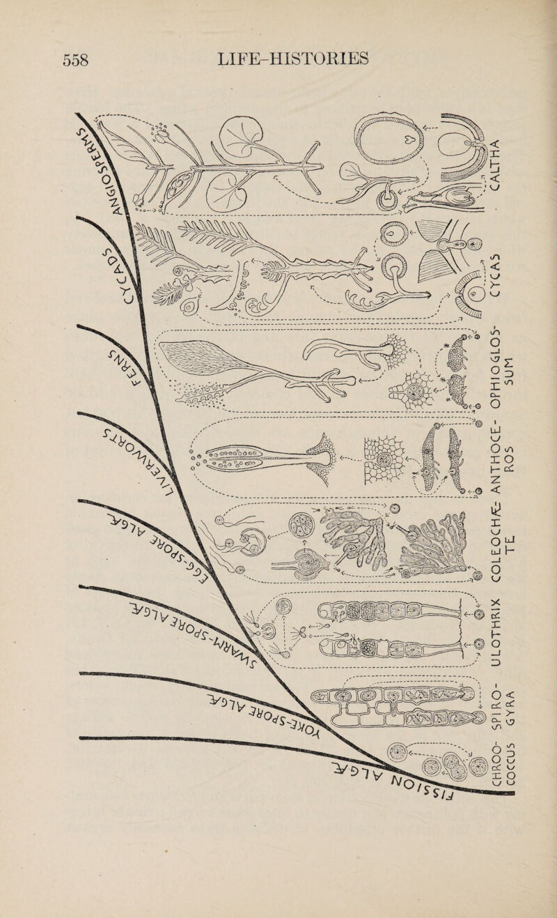 CHROO SPIRO- ULOTHRIX COLEOCH/Er ANTHOCE- OPHIOGLOS- CYC AS CALTHA COCCUS GYRA TE ROS SUM