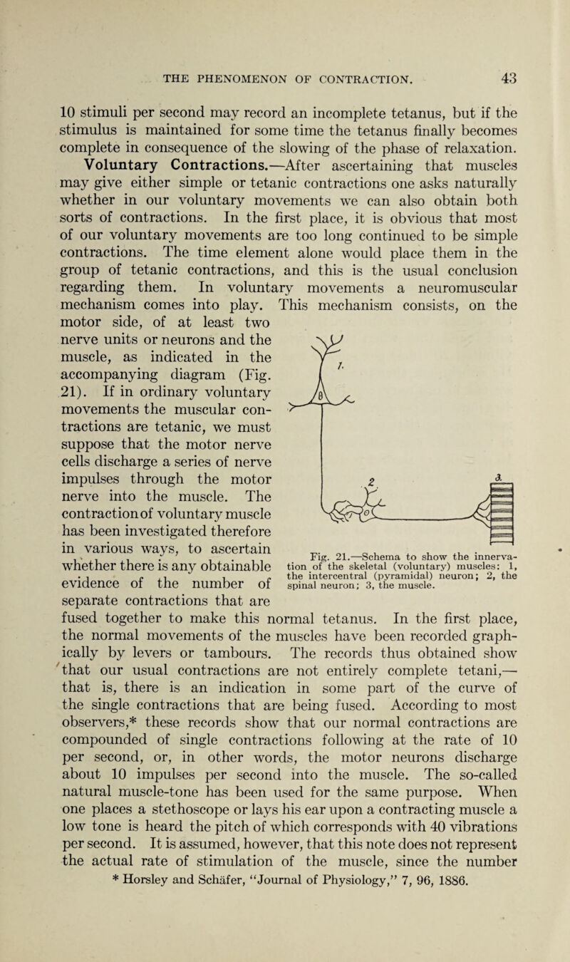 10 stimuli per second may record an incomplete tetanus, but if the stimulus is maintained for some time the tetanus finally becomes complete in consequence of the slowing of the phase of relaxation. Voluntary Contractions.—After ascertaining that muscles may give either simple or tetanic contractions one asks naturally whether in our voluntary movements we can also obtain both sorts of contractions. In the first place, it is obvious that most of our voluntary movements are too long continued to be simple contractions. The time element alone would place them in the group of tetanic contractions, and this is the usual conclusion regarding them. In voluntary movements a neuromuscular mechanism comes into play. This mechanism consists, on the motor side, of at least two nerve units or neurons and the muscle, as indicated in the accompanying diagram (Fig. 21). If in ordinary voluntary movements the muscular con¬ tractions are tetanic, we must suppose that the motor nerve cells discharge a series of nerve impulses through the motor nerve into the muscle. The contraction of voluntary muscle has been investigated therefore in various ways, to ascertain whether there is any obtainable evidence of the number of separate contractions that are fused together to make this normal tetanus. In the first place, the normal movements of the muscles have been recorded graph¬ ically by levers or tambours. The records thus obtained show that our usual contractions are not entirely complete tetani,—- that is, there is an indication in some part of the curve of the single contractions that are being fused. According to most observers,* these records show that our normal contractions are compounded of single contractions following at the rate of 10 per second, or, in other words, the motor neurons discharge about 10 impulses per second into the muscle. The so-called natural muscle-tone has been used for the same purpose. When one places a stethoscope or lays his ear upon a contracting muscle a low tone is heard the pitch of which corresponds with 40 vibrations per second. It is assumed, however, that this note does not represent the actual rate of stimulation of the muscle, since the number * Horsley and Schafer, “Journal of Physiology,” 7, 96, 1886. the intercentral (pyramidal) neuron; 2, the spinal neuron; 3, the muscle.