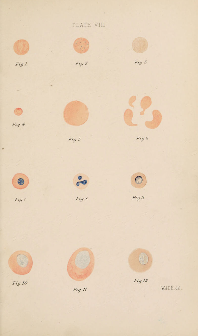 PLATE VIII Fvg 1 Fi# 2 5 Fi g 4 Fig 5 Fig 6 € c n Fig 7 Fig 8 Fig .9 K | m I Kj Fig 10 /v// 12