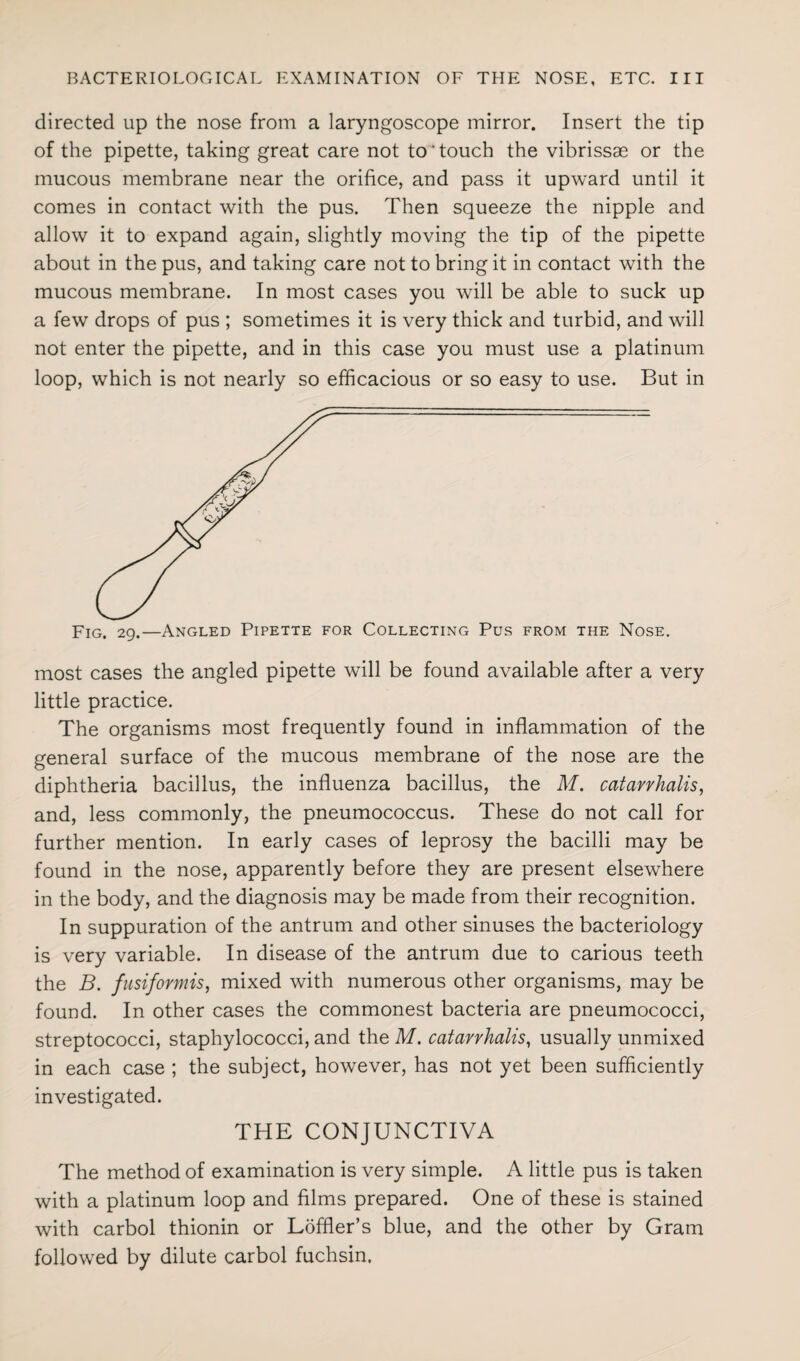 directed up the nose from a laryngoscope mirror. Insert the tip of the pipette, taking great care not to‘touch the vibrissae or the mucous membrane near the orifice, and pass it upward until it comes in contact with the pus. Then squeeze the nipple and allow it to expand again, slightly moving the tip of the pipette about in the pus, and taking care not to bring it in contact with the mucous membrane. In most cases you will be able to suck up a few drops of pus ; sometimes it is very thick and turbid, and will not enter the pipette, and in this case you must use a platinum loop, which is not nearly so efficacious or so easy to use. But in FIG. 29.—Angled Pipette for Collecting Pus from the Nose. most cases the angled pipette will be found available after a very little practice. The organisms most frequently found in inflammation of the general surface of the mucous membrane of the nose are the diphtheria bacillus, the influenza bacillus, the M. catarrhalis, and, less commonly, the pneumococcus. These do not call for further mention. In early cases of leprosy the bacilli may be found in the nose, apparently before they are present elsewhere in the body, and the diagnosis may be made from their recognition. In suppuration of the antrum and other sinuses the bacteriology is very variable. In disease of the antrum due to carious teeth the B. fusiformis, mixed with numerous other organisms, may be found. In other cases the commonest bacteria are pneumococci, streptococci, staphylococci, and the M. catarr kalis, usually unmixed in each case ; the subject, however, has not yet been sufficiently investigated. THE CONJUNCTIVA The method of examination is very simple. A little pus is taken with a platinum loop and films prepared. One of these is stained with carbol thionin or Loffler’s blue, and the other by Gram followed by dilute carbol fuchsin.