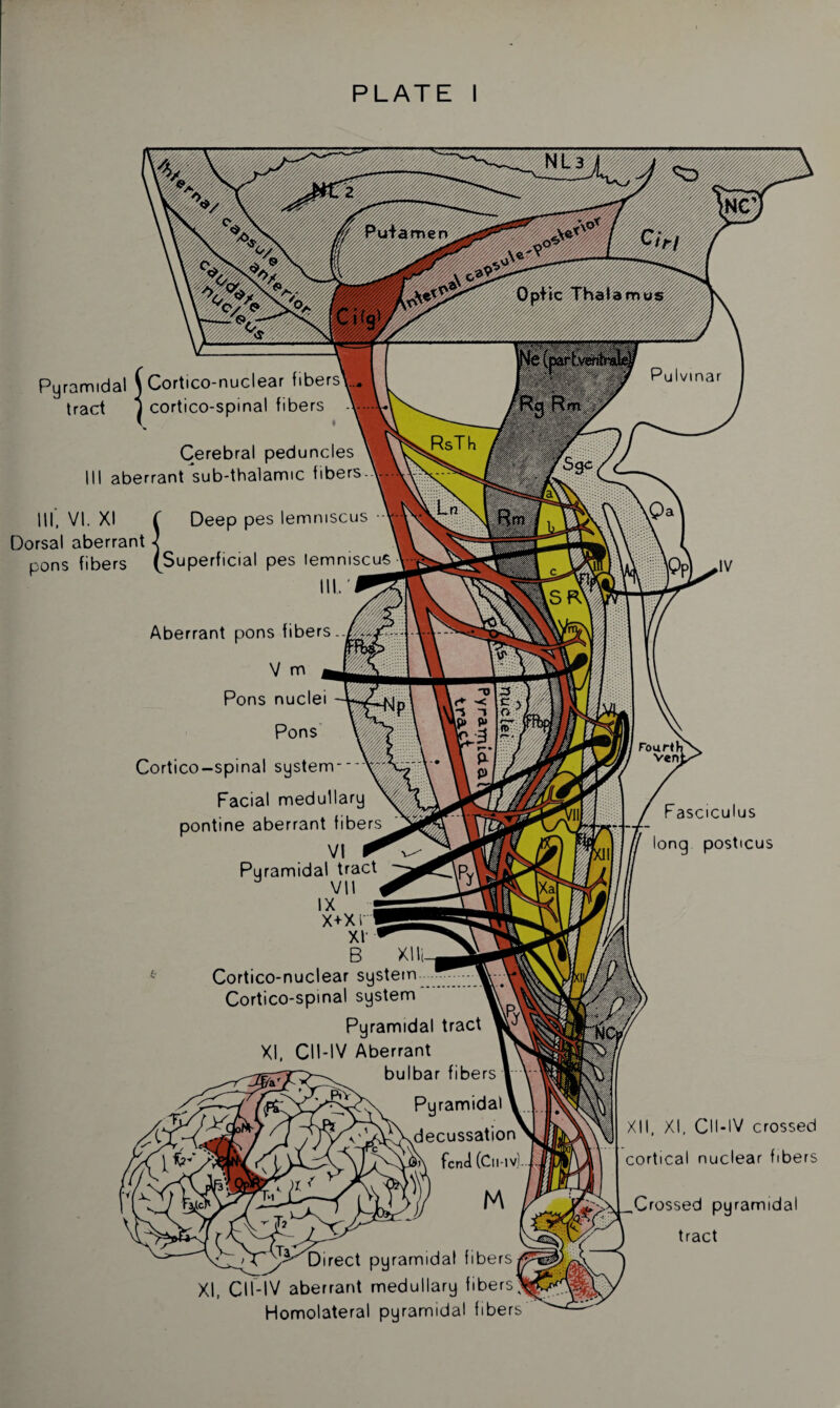 PLATE I Pyramidal ( Cortico-nuclear fibers tract 1 cortico-spinal fibers III, VI. XI Dorsal aberrant pons fibers Cerebral peduncles aberrant sub-thalamic fibers Deep pes lemniscus •• perficial pes lemniscus Aberrant pons fibers. V m Pons nuclei Pons Cortico-spinal system- Facial medullary pontine aberrant fibers VI Pyramidal tract VII IX X+Xl XI B XII Cortico-nuclear system • Cortico-spinal system Pyramidal tract XI, CII-IV Aberrant bulbar fibers Pyramidal A'SCJXsm y)^\^i^\decussation fend (Cli-iv Direct pyramidal fibers XI, CII-IV aberrant medullary fibers^ Homolateral pyramidal fibers Fasciculus long posticus XII, XI, CII-IV crossed cortical nuclear fibers Crossed pyramidal tract